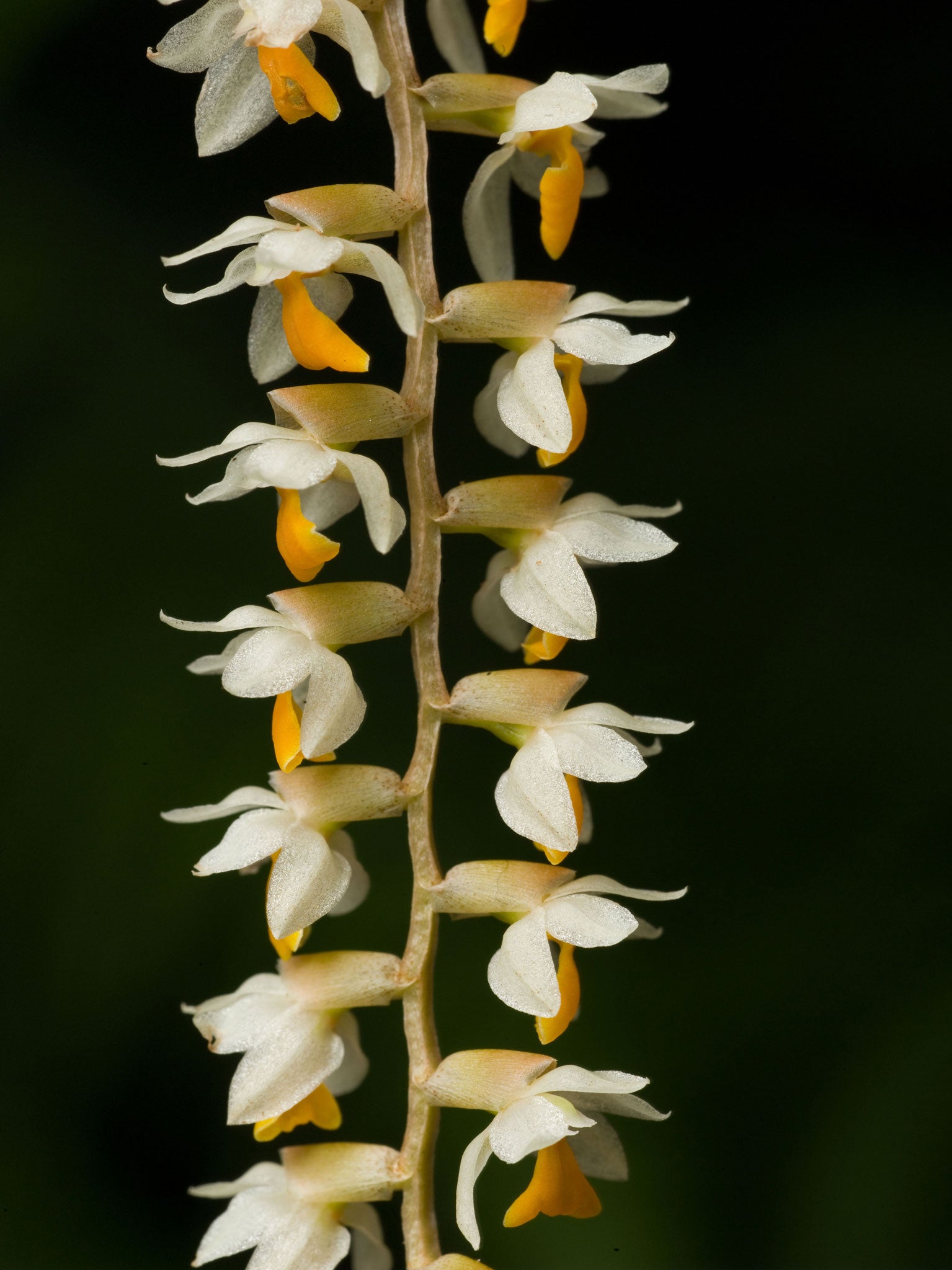 Dendrochilum - with delicate interlocking white flowers like the elegant bony backbone of a fossil fish - hardly resembles our normal notions of an orchid