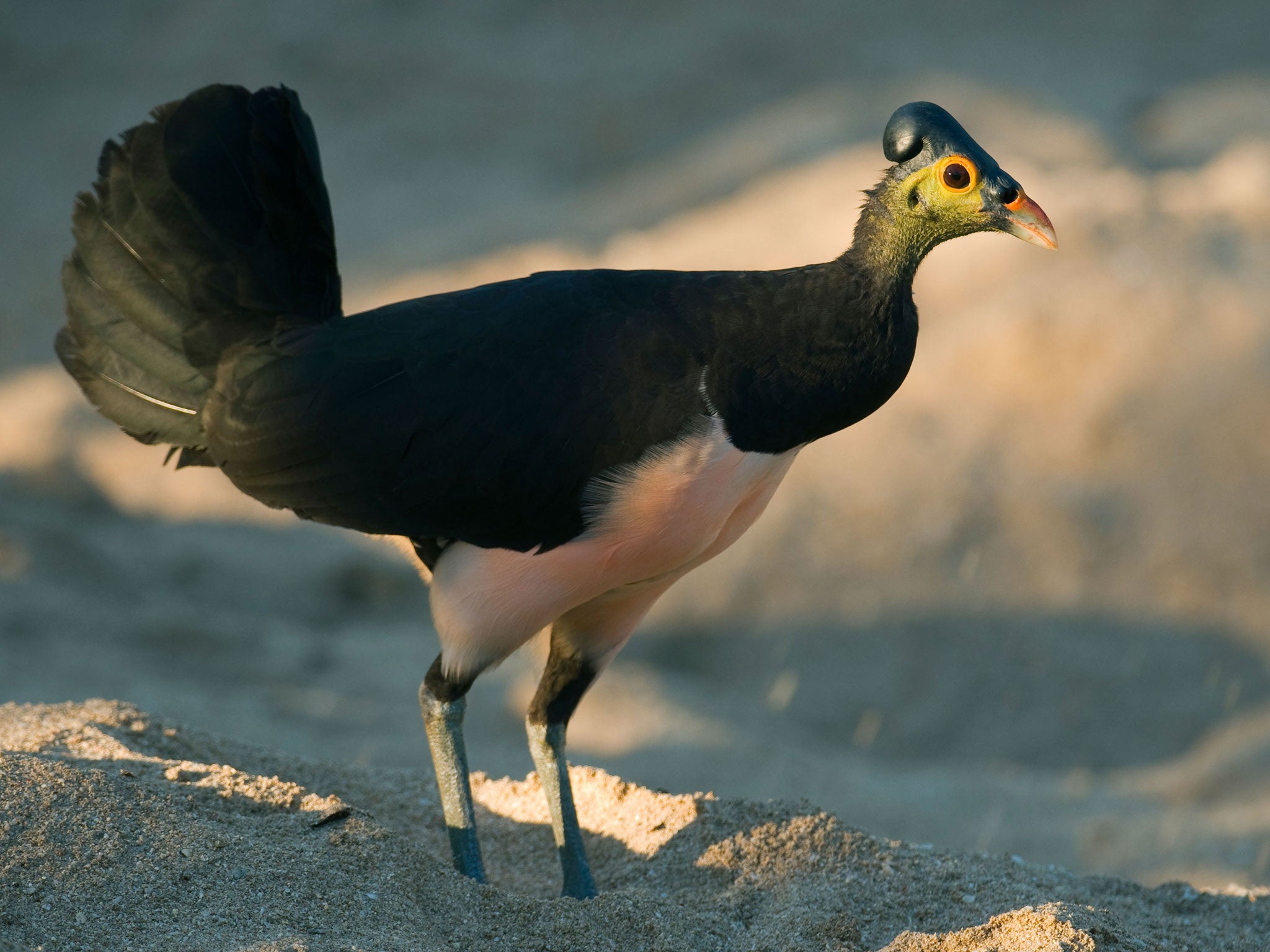 The endangered maleo