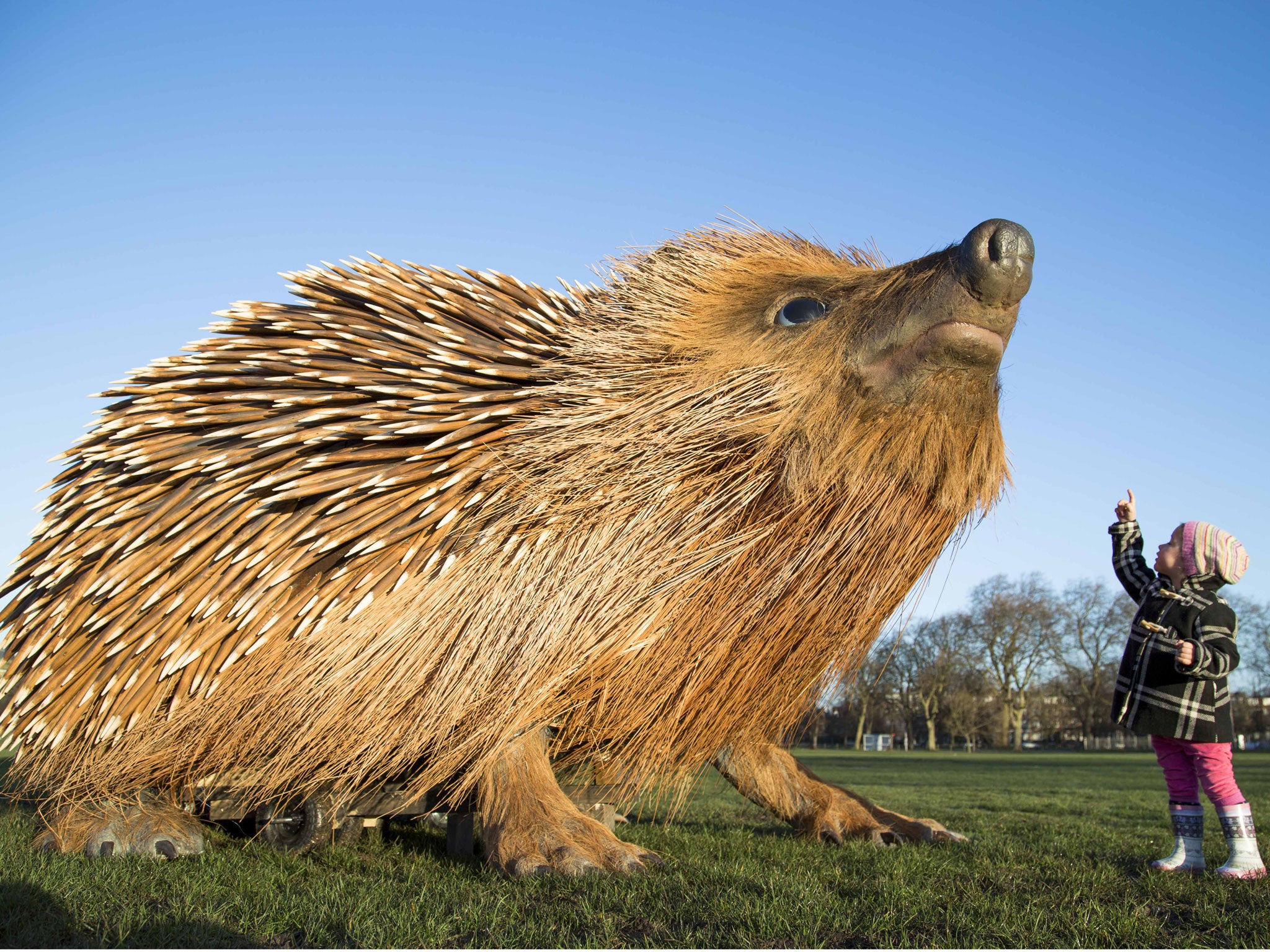 A young child admires a 12ft hedgehog unveiled at Clapham Common to mark the launch of the second series of David Attenborough's Natural Curiosities