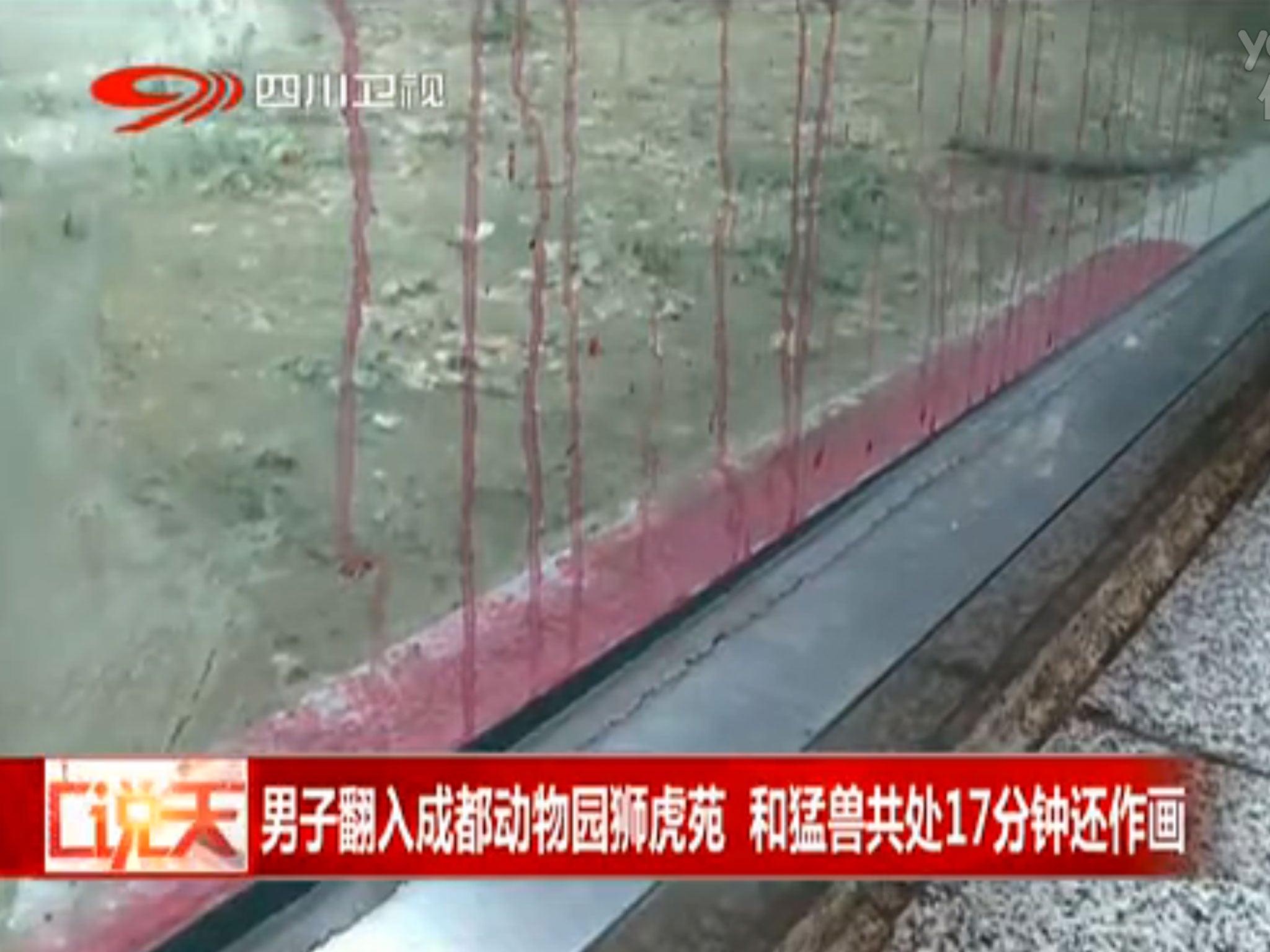 Local TV reports said the man retreated to the glass viewing panel of the enclosure after the tiger let him go, and proceeded to daub it with red ink (YouKu/Sichuan TV)