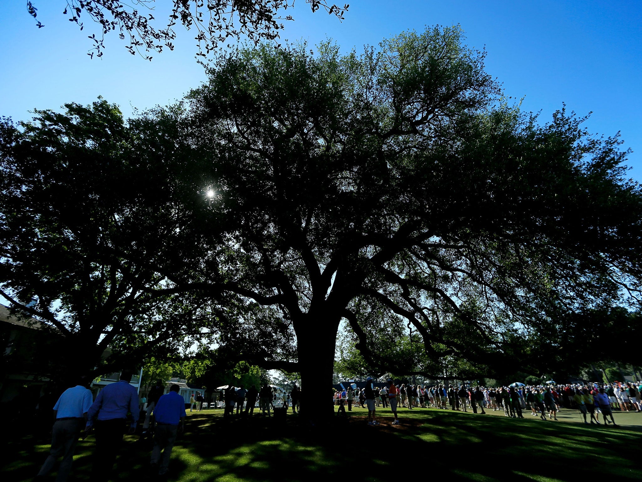 The Eisenhower Tree on the 17th hole at Augusta National golf course has had to be removed due to being severely damaged by the US ice storms