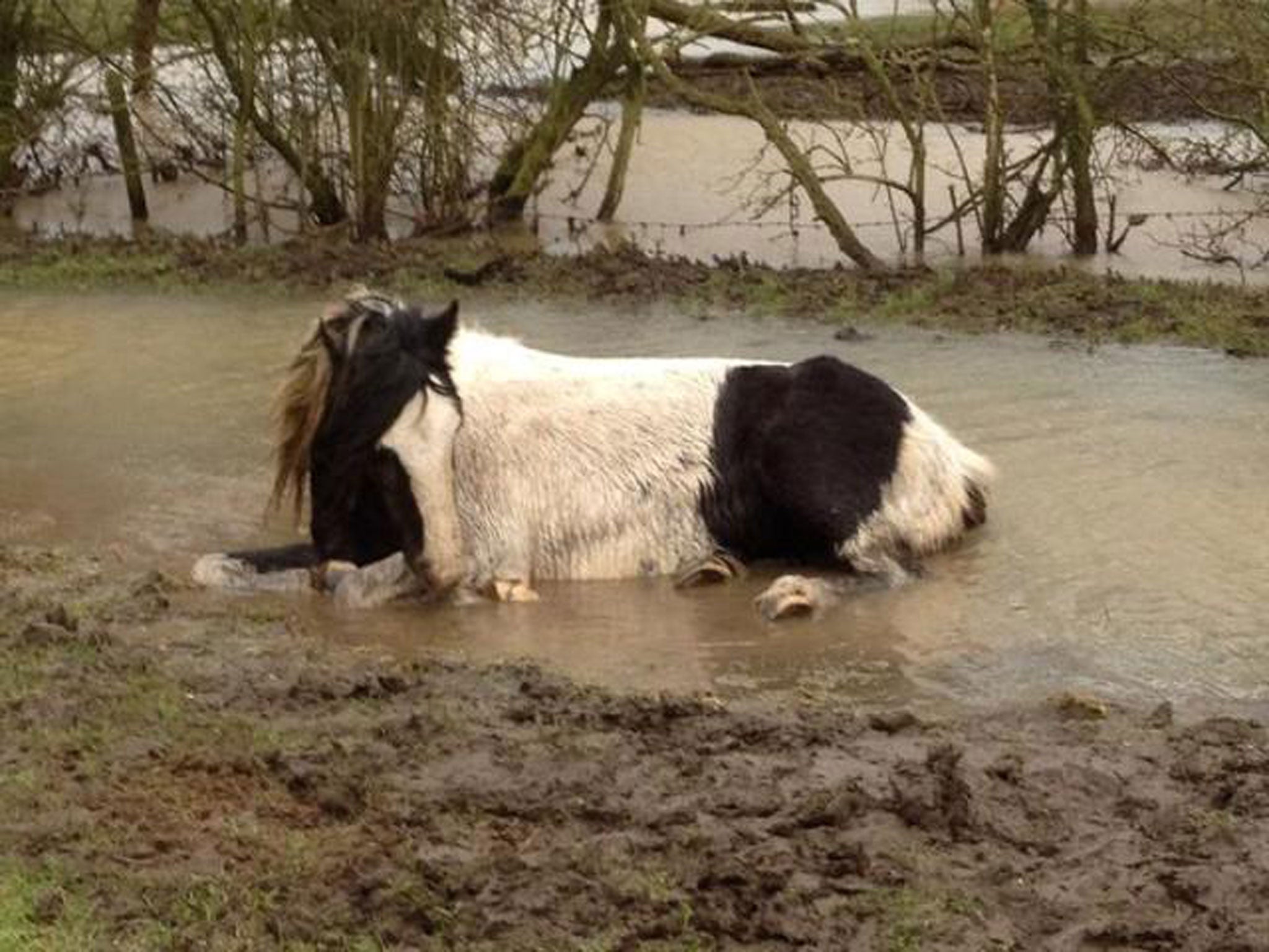 Farrier Mark Johnson said he and his son tried to motivate the pony to get up out of the flood, but the animal later had to be put down