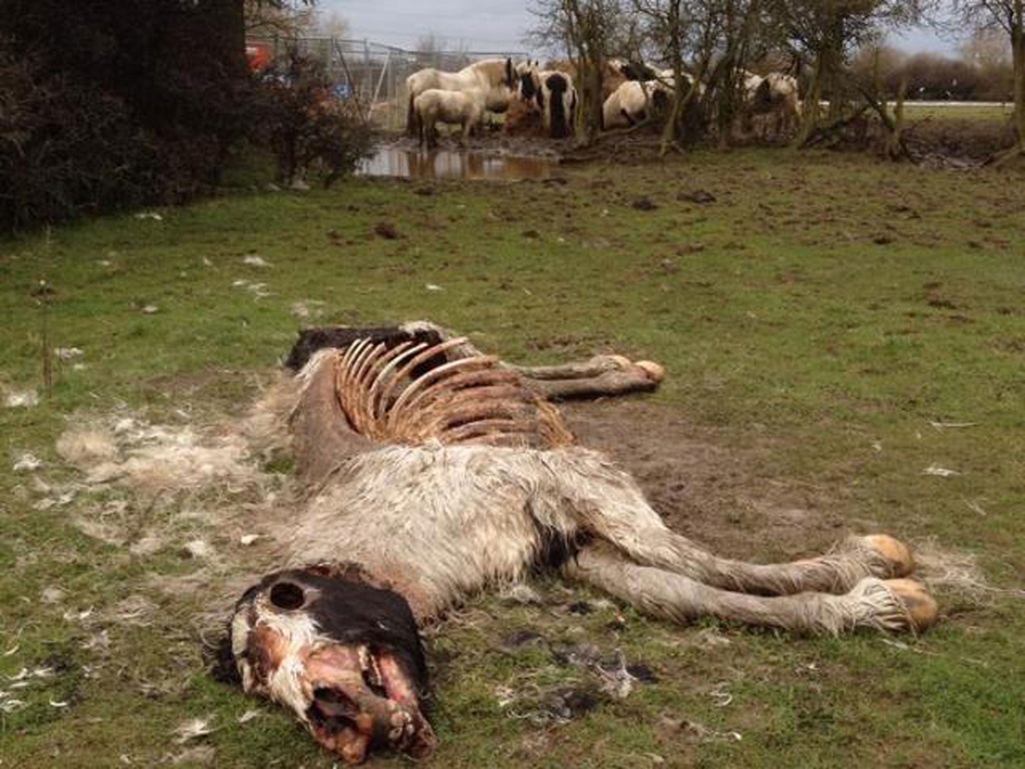 The RSPCA ordered the horses' owner to remove the decayed carcass, but said there was no evidence of 'clear neglect' to any of the animals