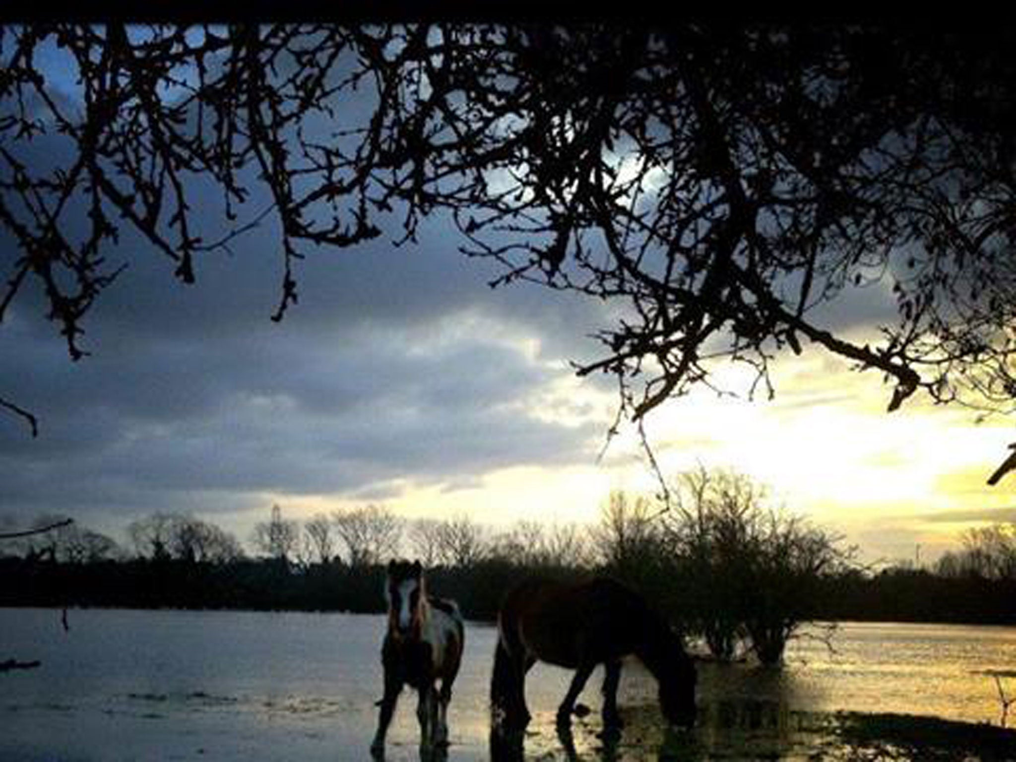 The RSPCA said that while much of the 'huge' field was flooded, there were plenty of dry areas for horses to move into (Facebook)