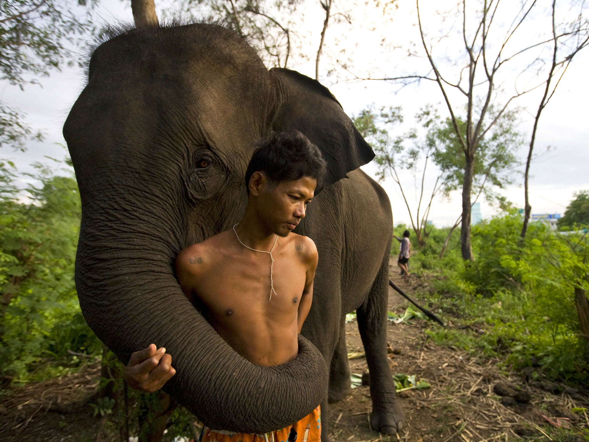 Elephants respond to other animal's distress and console them