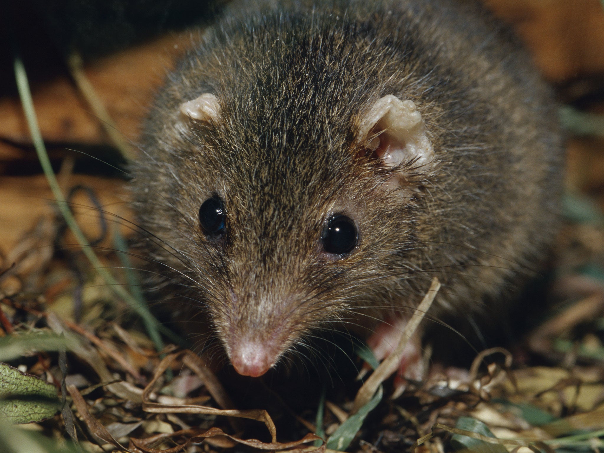 Portrait of a Dusky antechinus, a relation of the black-tailed antechinus discovered by Australian scientists.