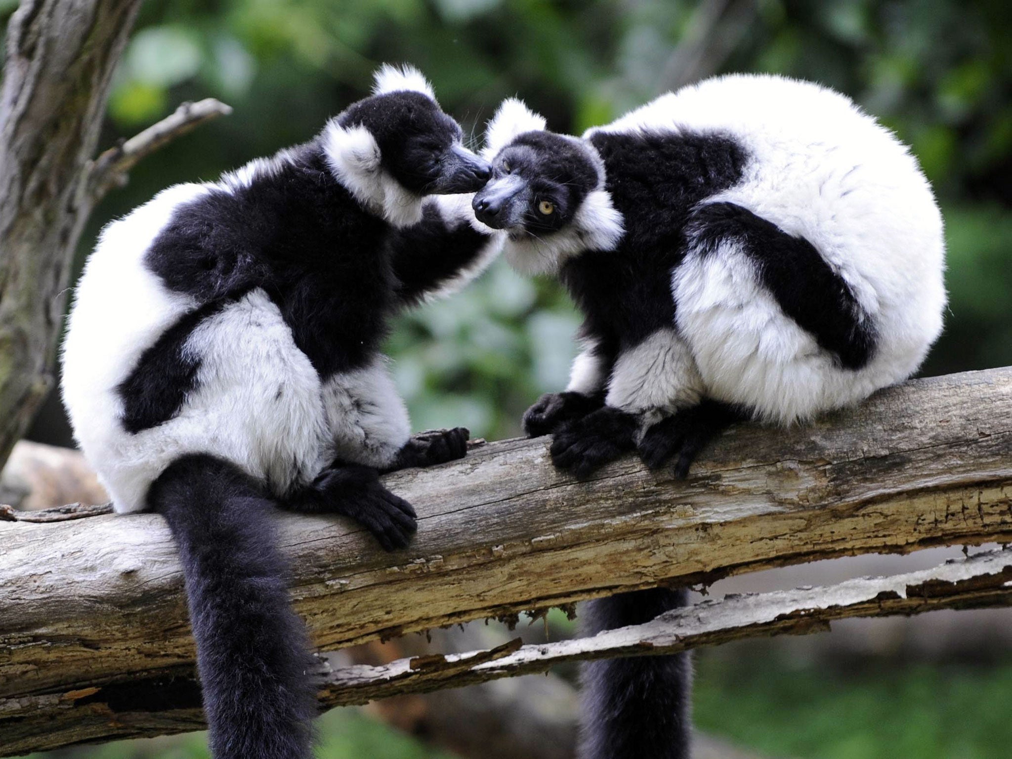 Black-and-white ruffed lemurs native to the rainforests of Madagascar sit on a branch in their enclosure at the Tierpark Friedrichsfelde zoo in Berlin.