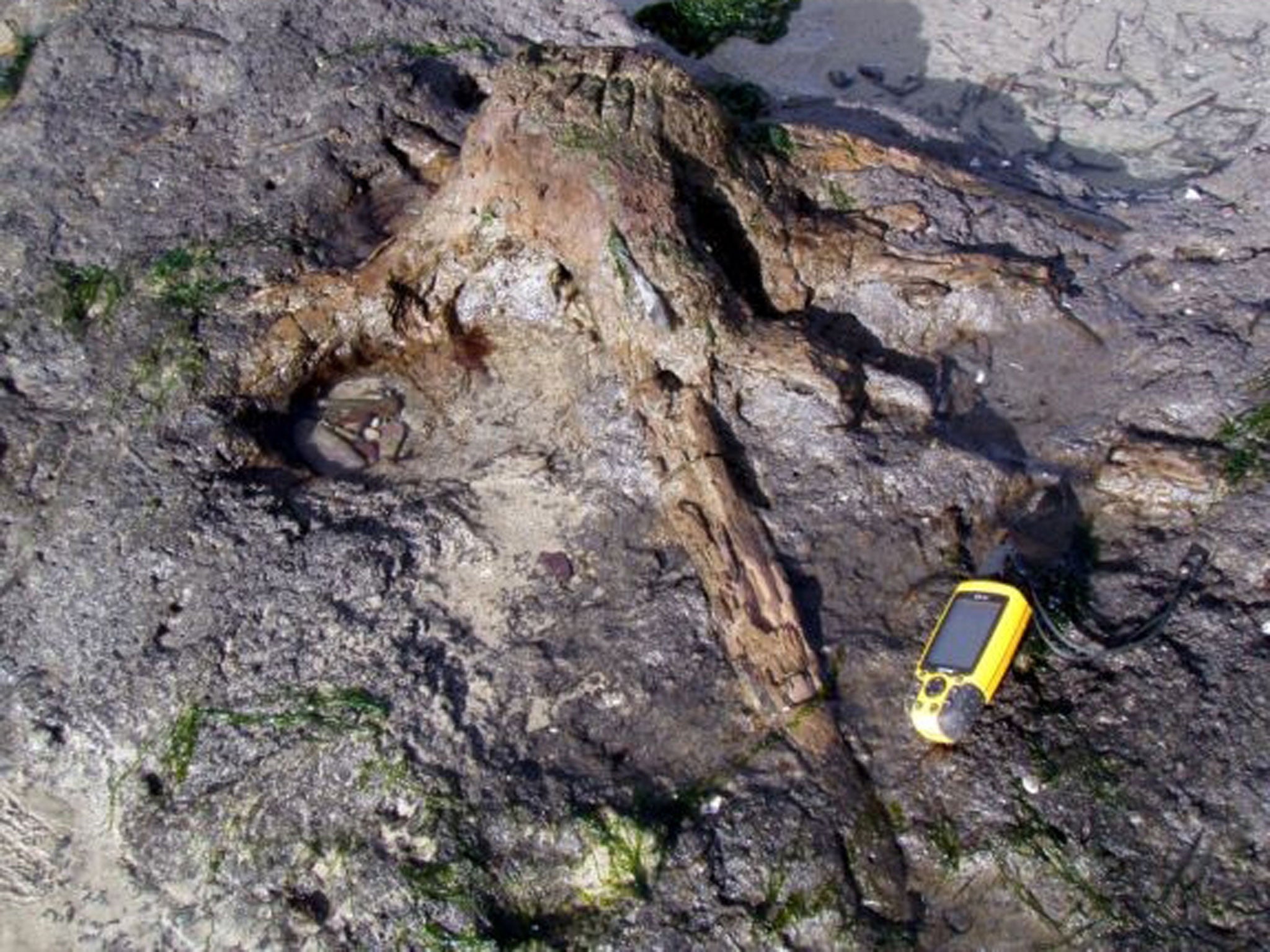 A rooted tree trunk exposed in peaty soil on the beach at Daymer Bay, north Cornwall.