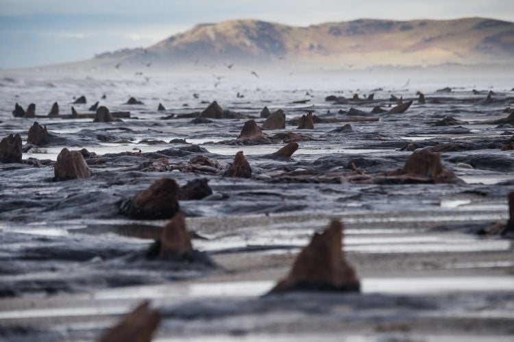 An ancient forest was revealed by storms on stretches of the beach between Borth and Ynyslas.