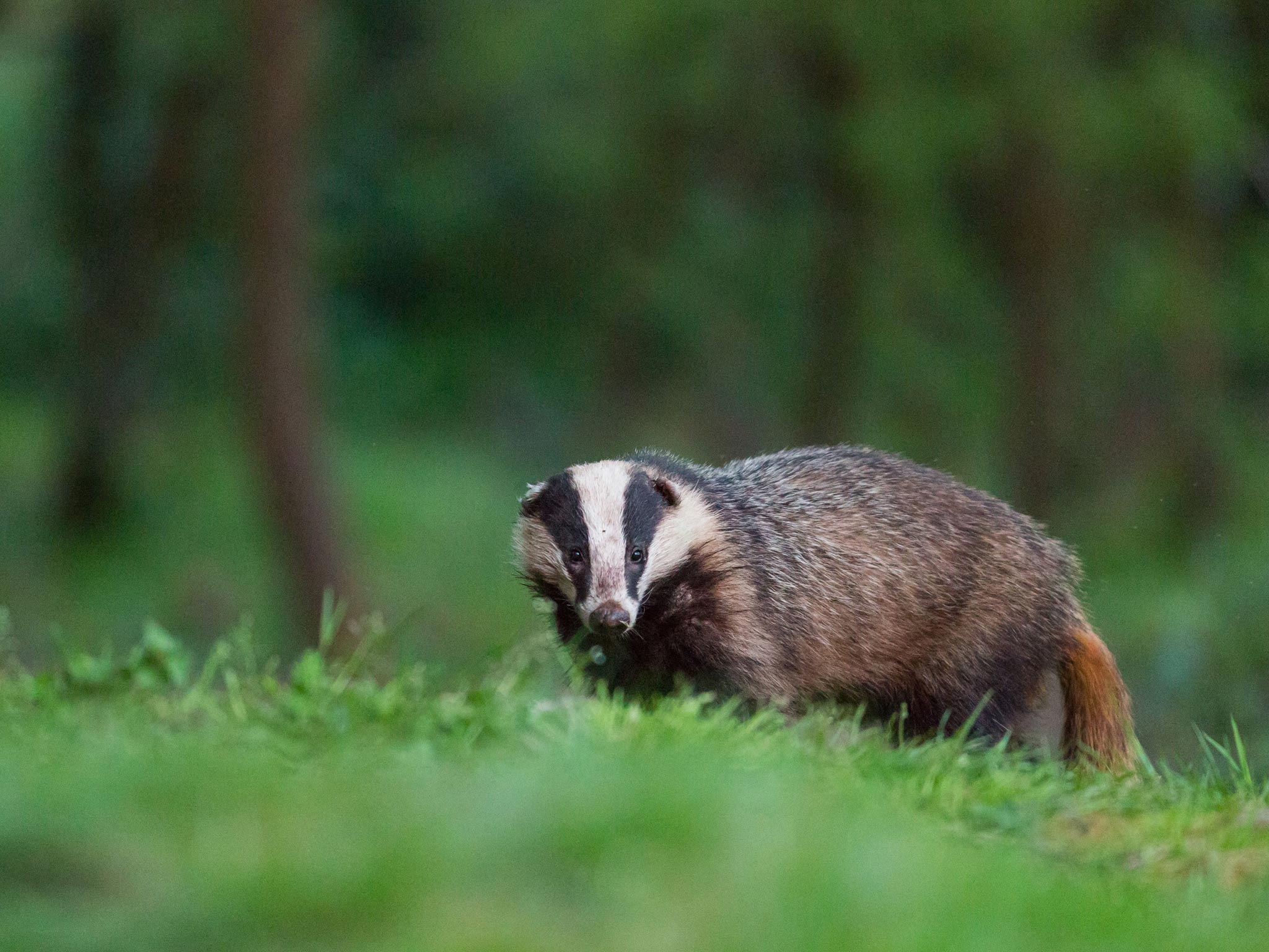 A badger