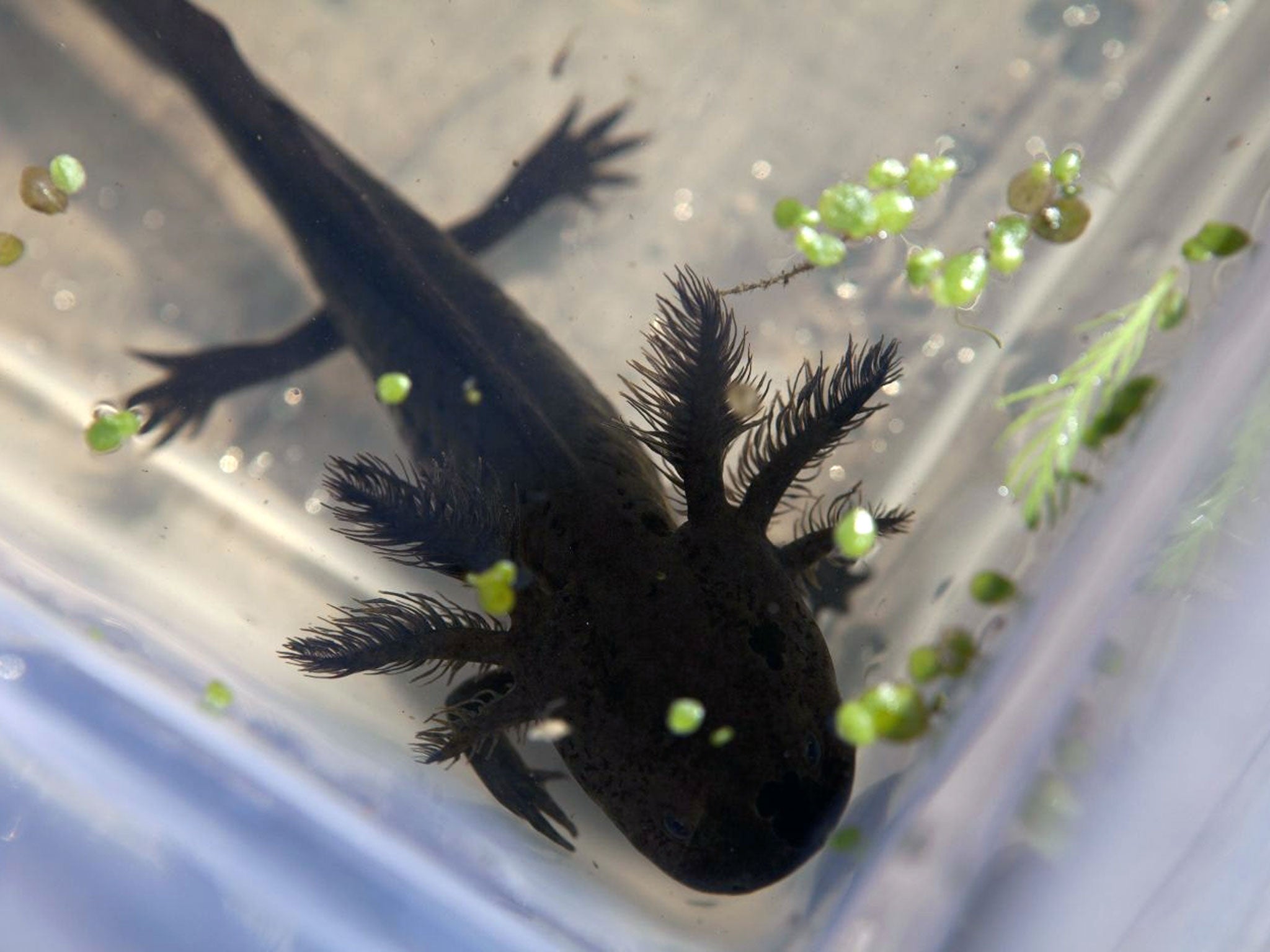 A young axolotl swims inside a plastic container at an experimental canal run by Mexico's National Autonomous University