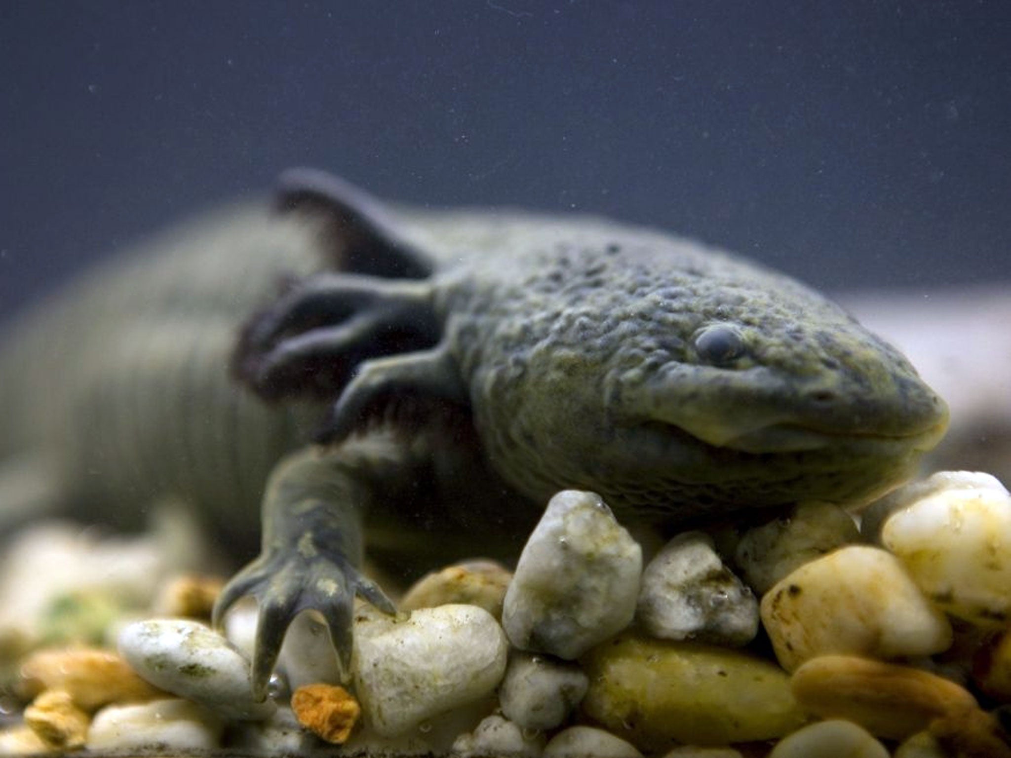 An axolotl swims in a tank at the Chapultepec Zoo in Mexico City.