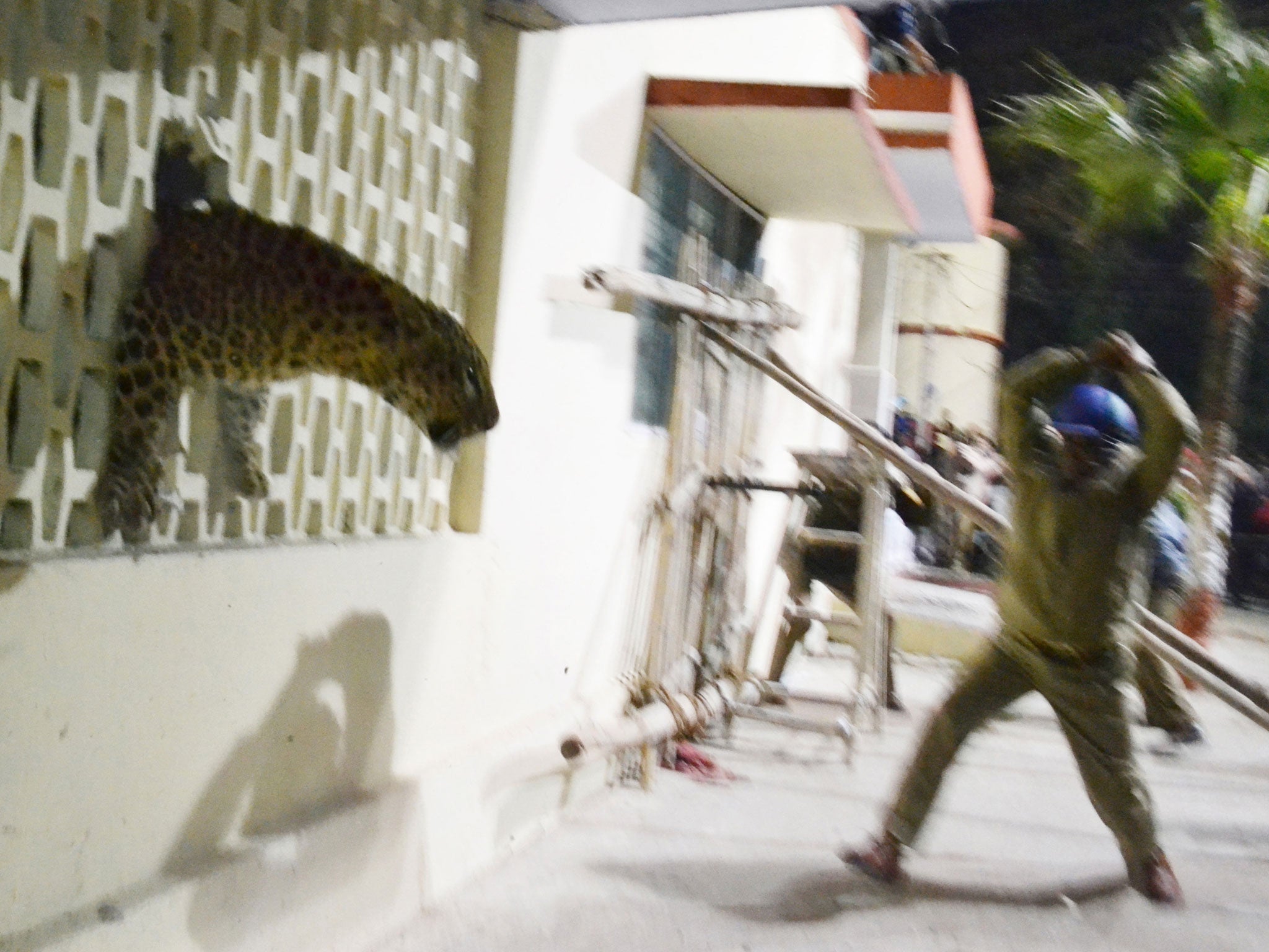 The leopard was able to escape by smashing through an iron grill, and remains on the loose (AFP/Getty)