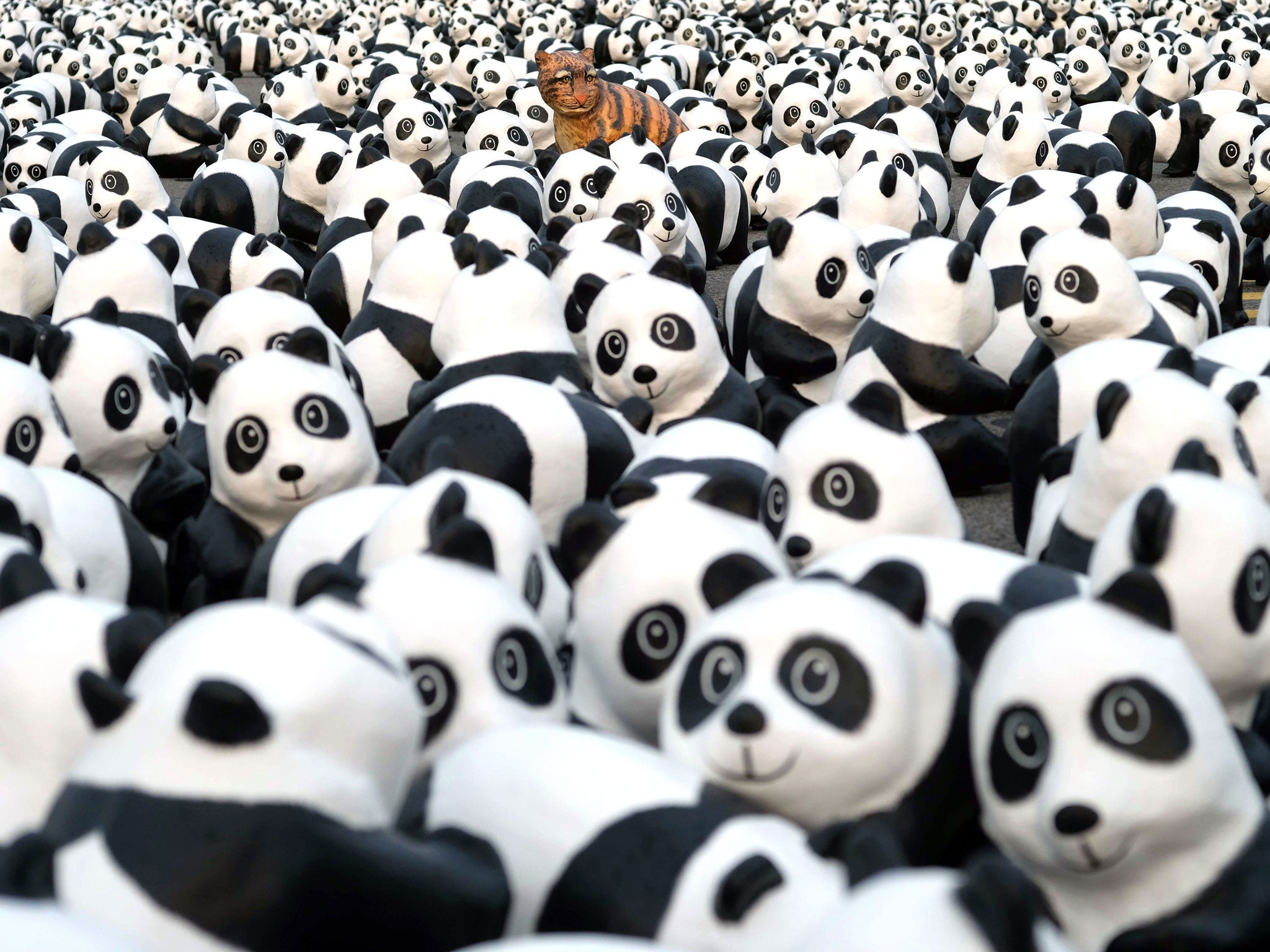 A model tiger is placed amongst paper pandas during an exhibition called 'Pandas on Tour' in front of the Presidential Palace in Taipei