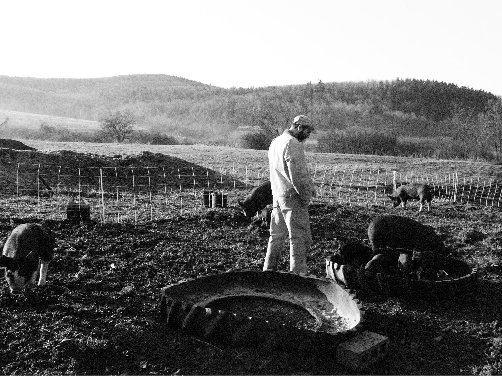 Bob Comis believes the loss of part of their herd causes pigs some psychological suffering