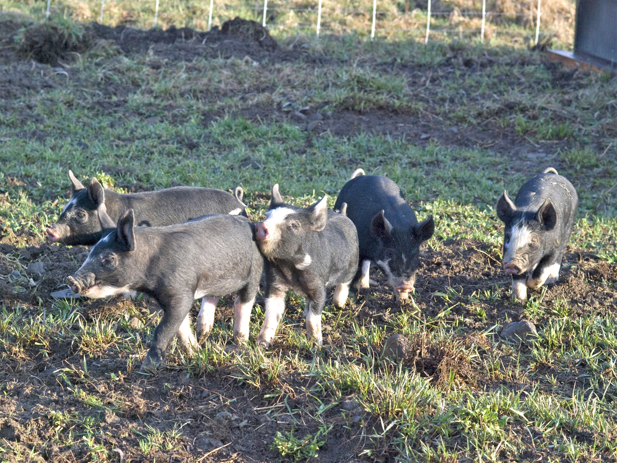 Principled pig farming: livestock on Stony Brook Farm