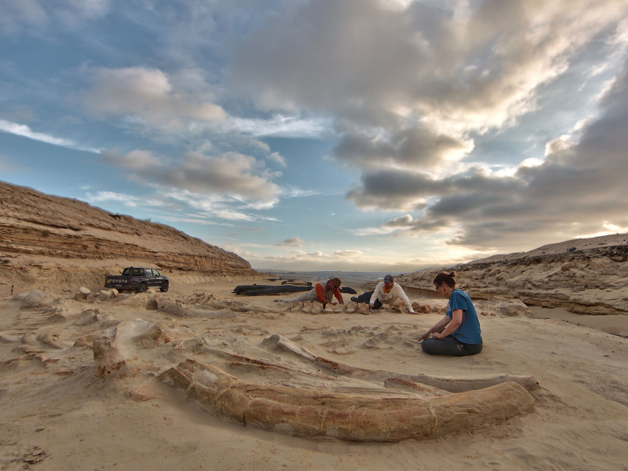 Paleontologists study several fossil whale skeletons at Cerro Ballena, next to the Pan-American Highway in the Atacama Region of Chile, 2011