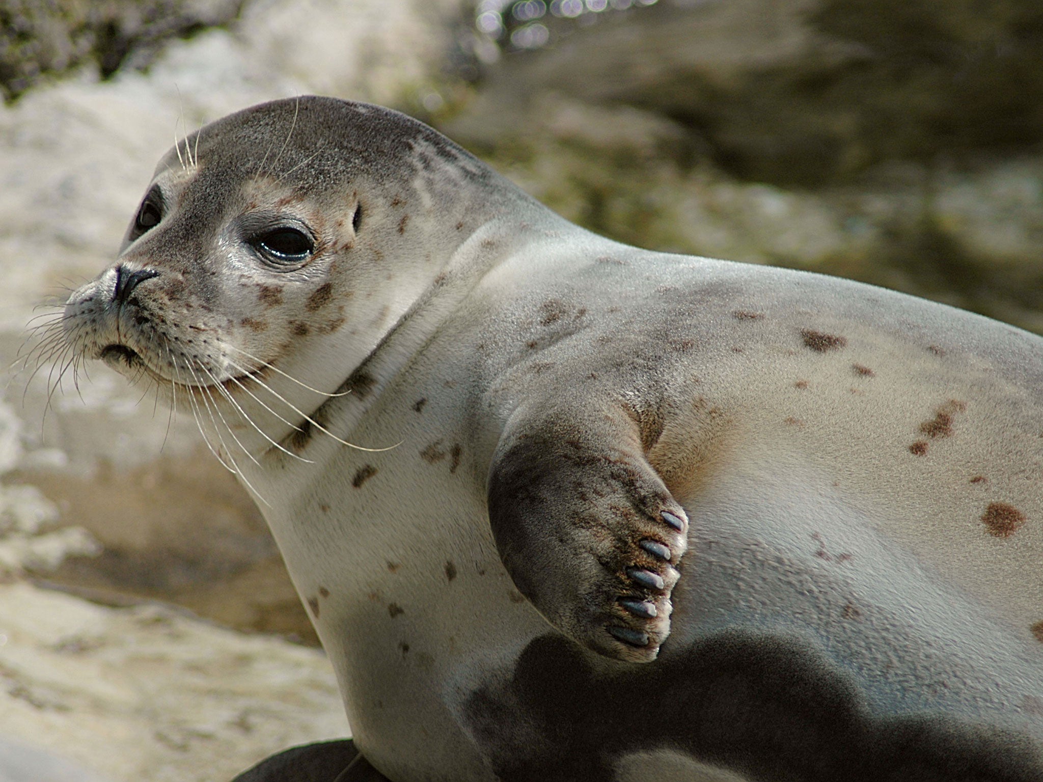 Harbour seal populations in Scotland are protected by the EU's Habitat Directive