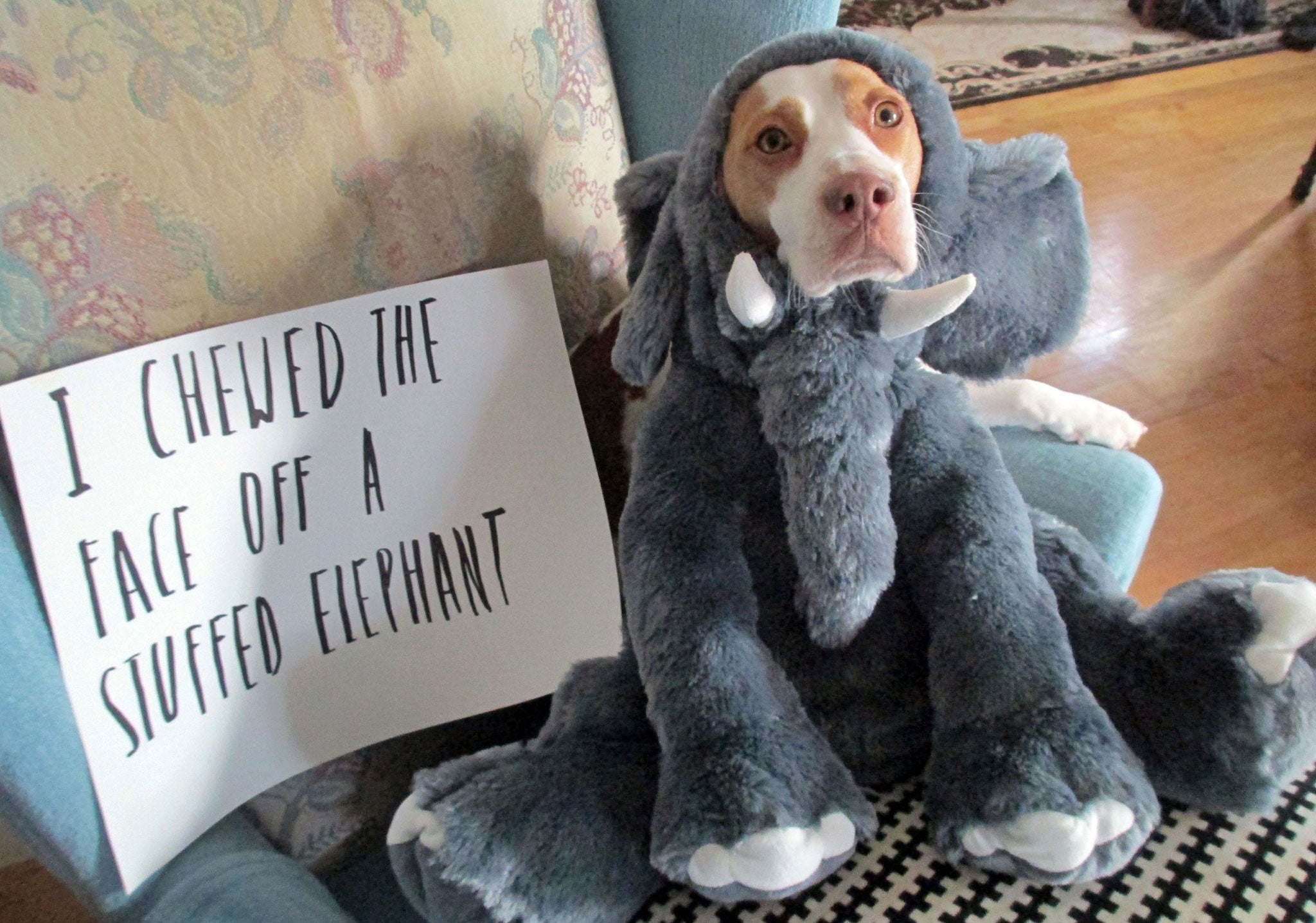 Not sorry: Dogs feel no shame