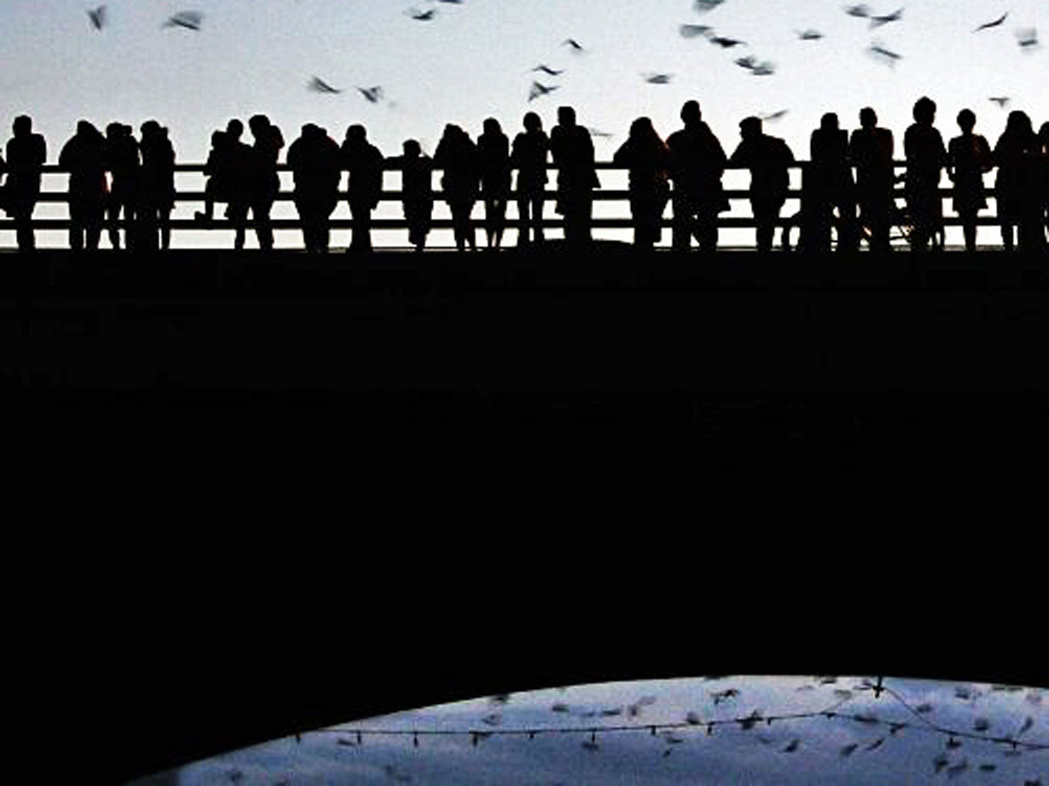 Wing it: bats at Congress Avenue Bridge