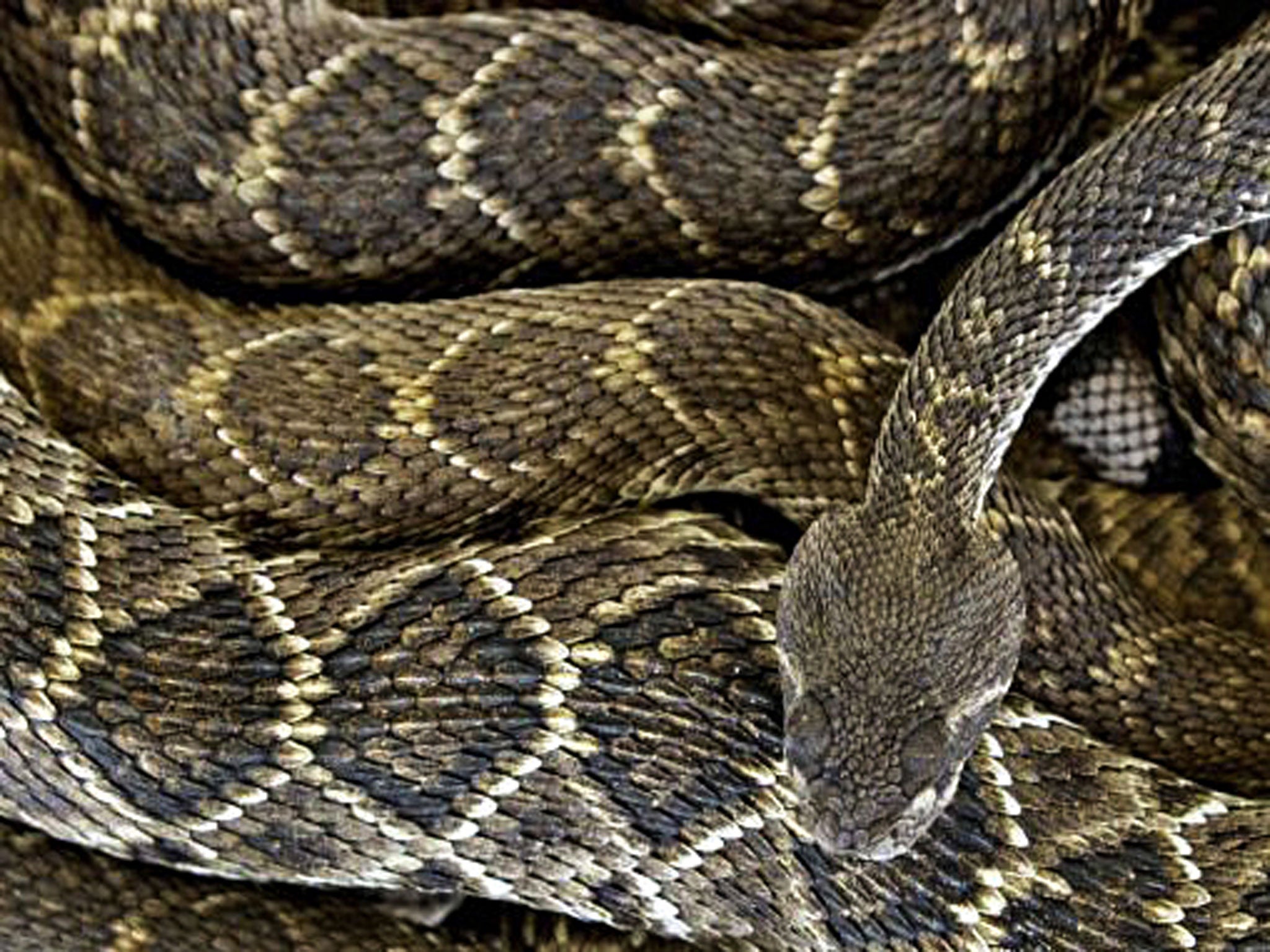 Coiled in spring: western diamondbacks