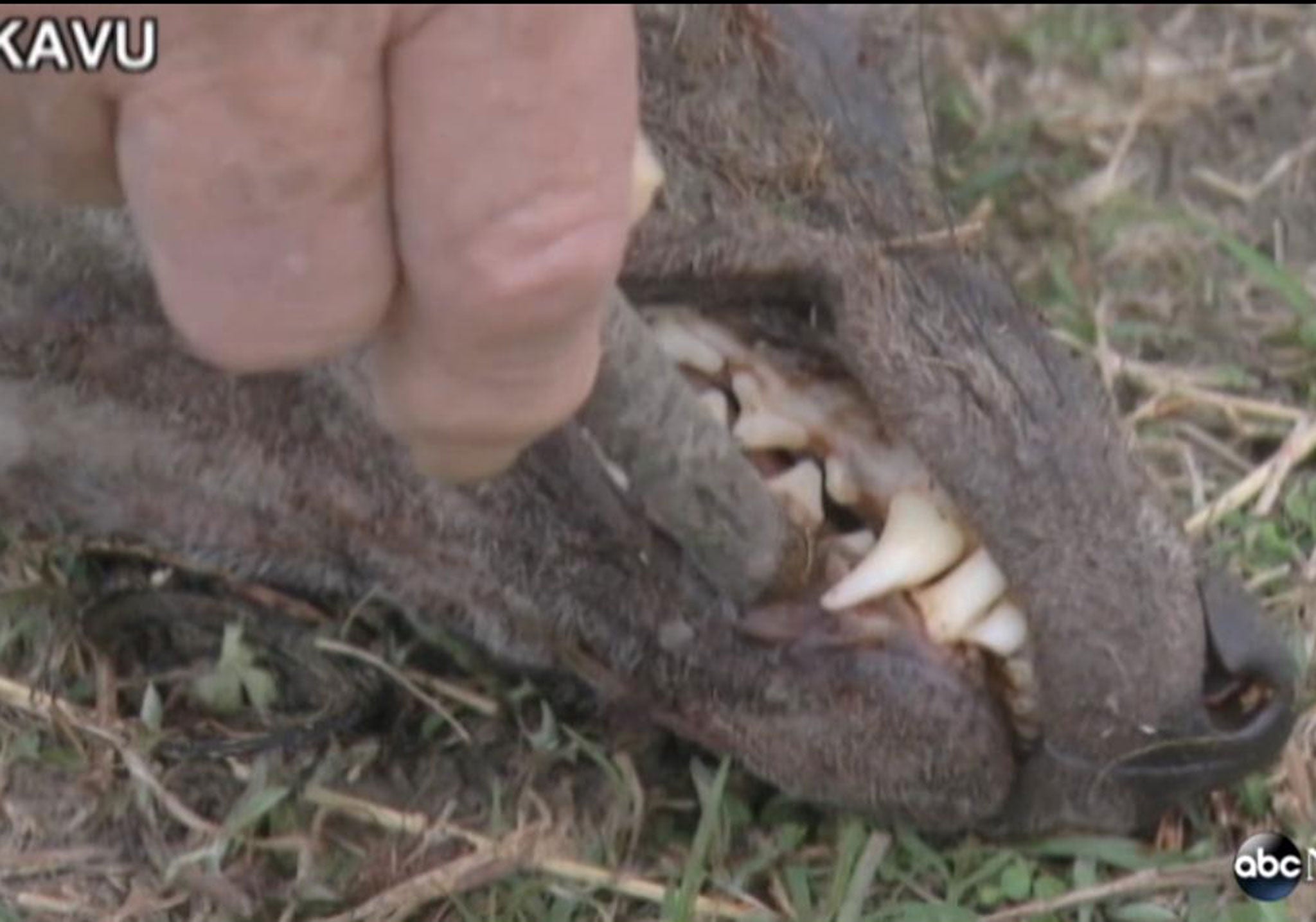 Chupacabras have a reputation for sucking the blood from livestock