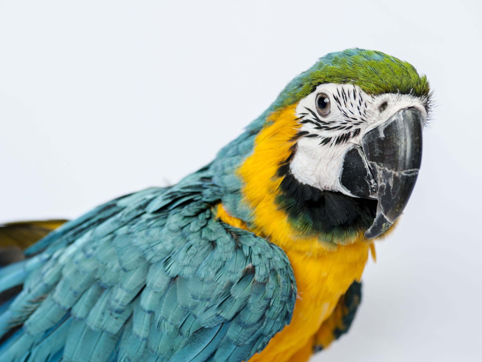 Should police employ parrots as detectives? A pet parrot helps solve a murder in India.