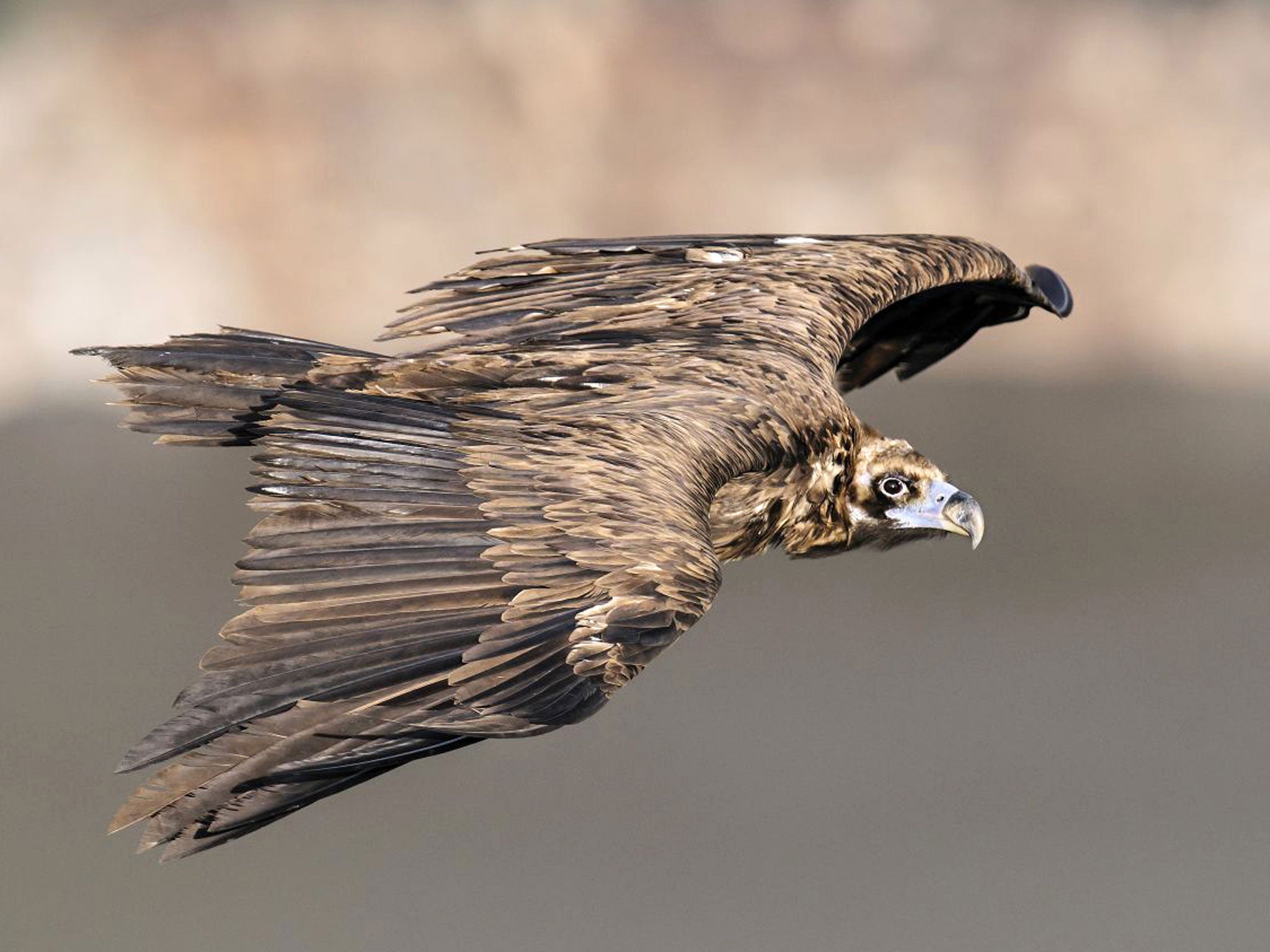 Attention span: a black vulture over Mallorca