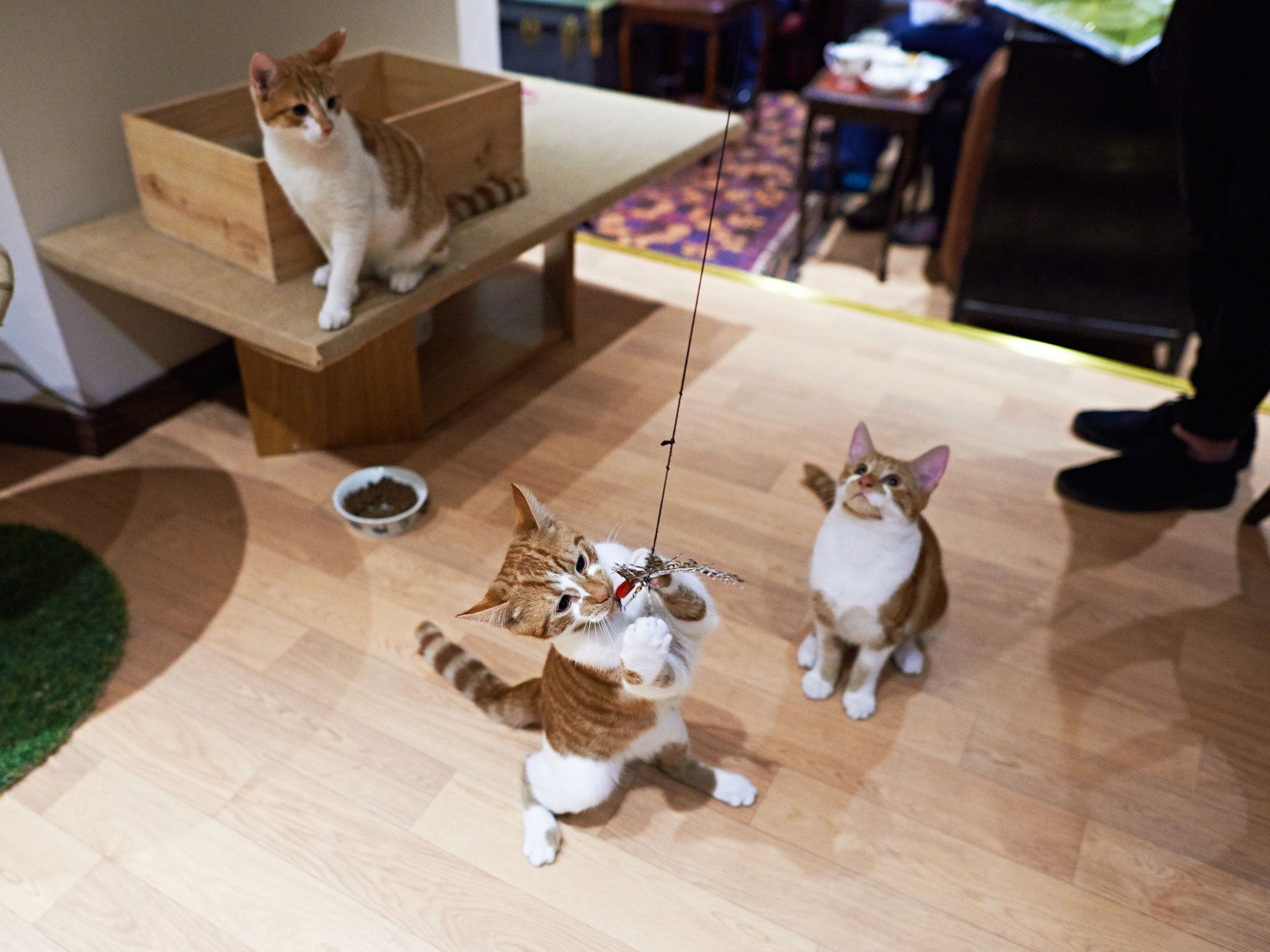 Two of the resident cats play in the cafe while another watches