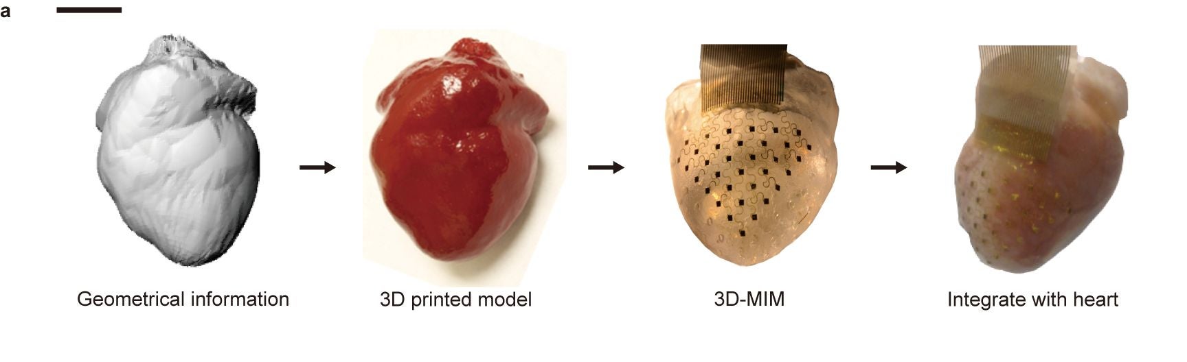 High resolution 3D imaging was used to scan the rabbit's heart and create a mold.