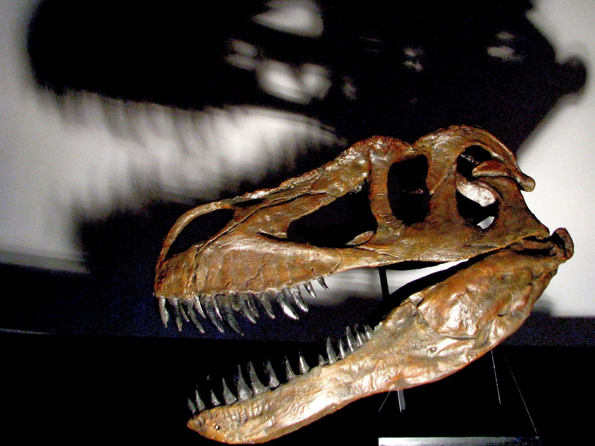 Undated handout photo issued by Public Library Of Science ONE of a cast of a Torvosaurus gurneyi's skull as the fossilised remains of what scientists believe is the largest land dinosaur ever to have roamed Europe have been found in Portugal.