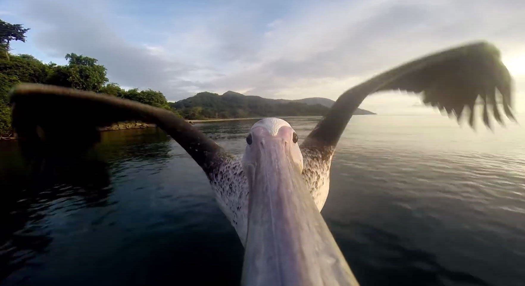 Big Bird the pelican was hurt when he got sucked up by a storm in Tanzania and ended up stranded on a beach