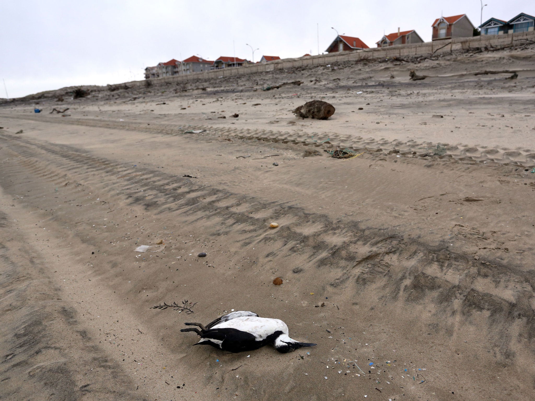 A guillemot lying on a beach in south western France, after heavy storms in February.