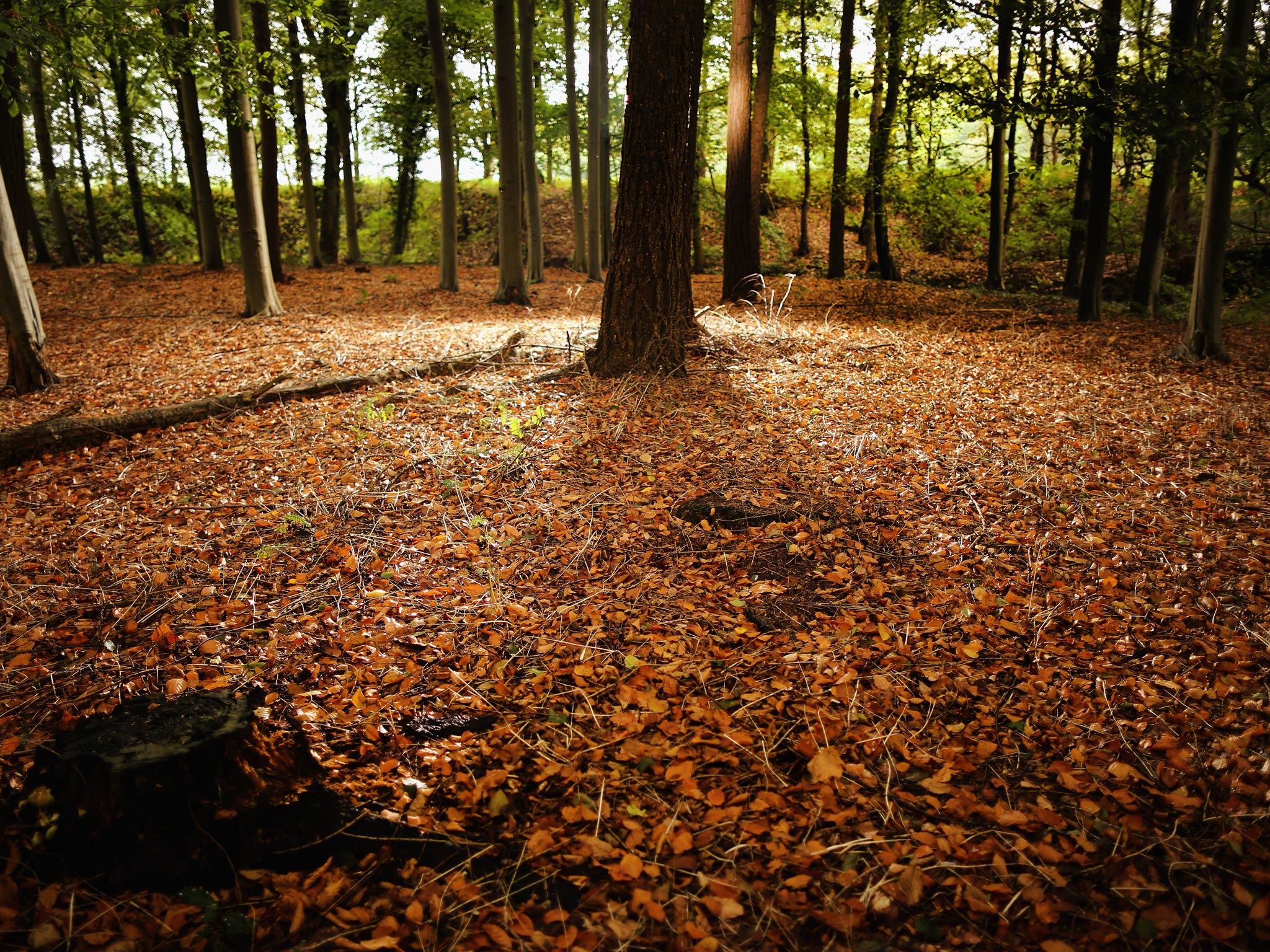 Thousands of oak, ash and beech trees, many of them in ancient woodland, were uprooted, blown over, or snapped during the winter