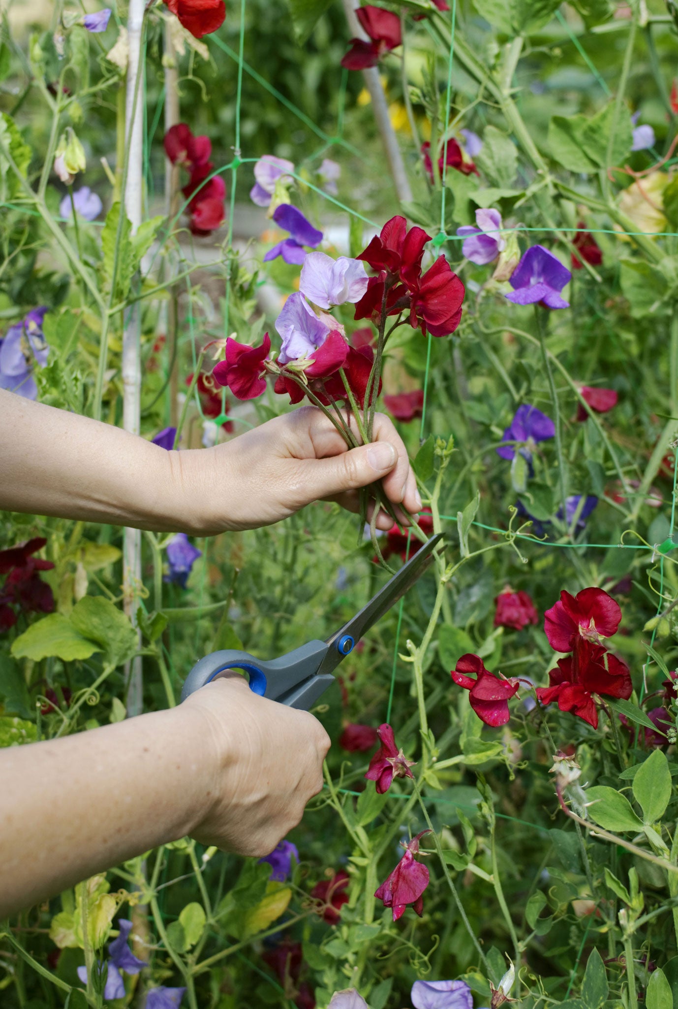 Once a garden sweet-pea plant is in full flowering flow, there's no stopping it