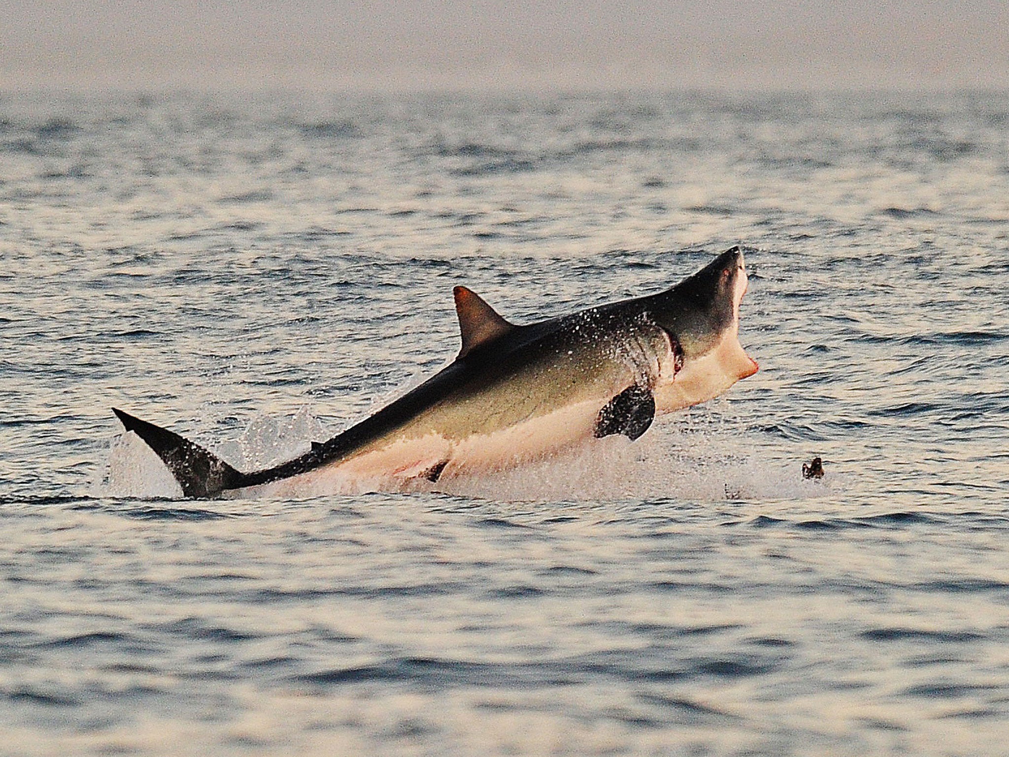 A great white shark is yet to cross the Atlantic