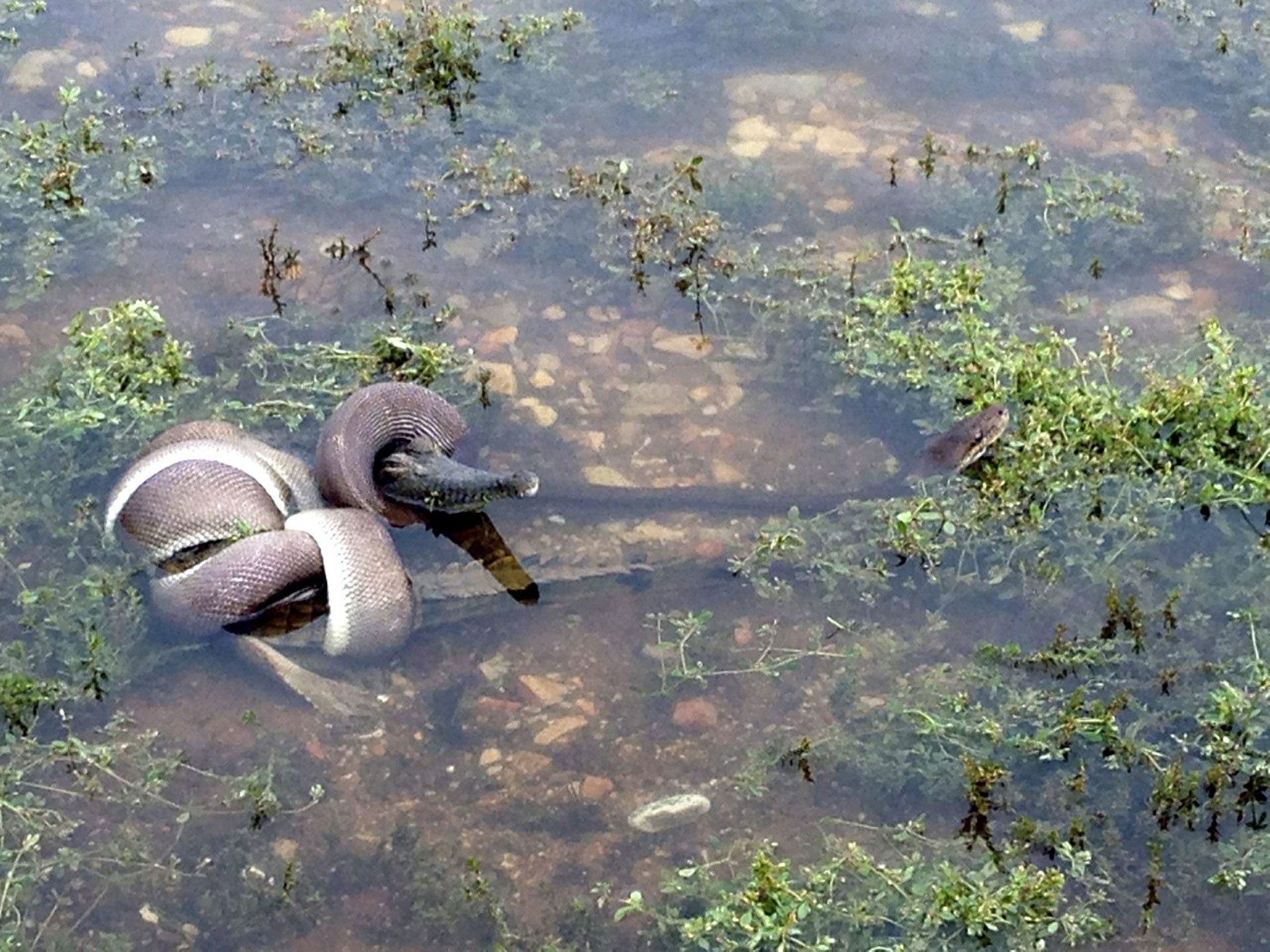 A python strangles and ultimately eats a crocodile after an epic duel earlier this month at Lake Moondarra in north-western Queensland, Australia