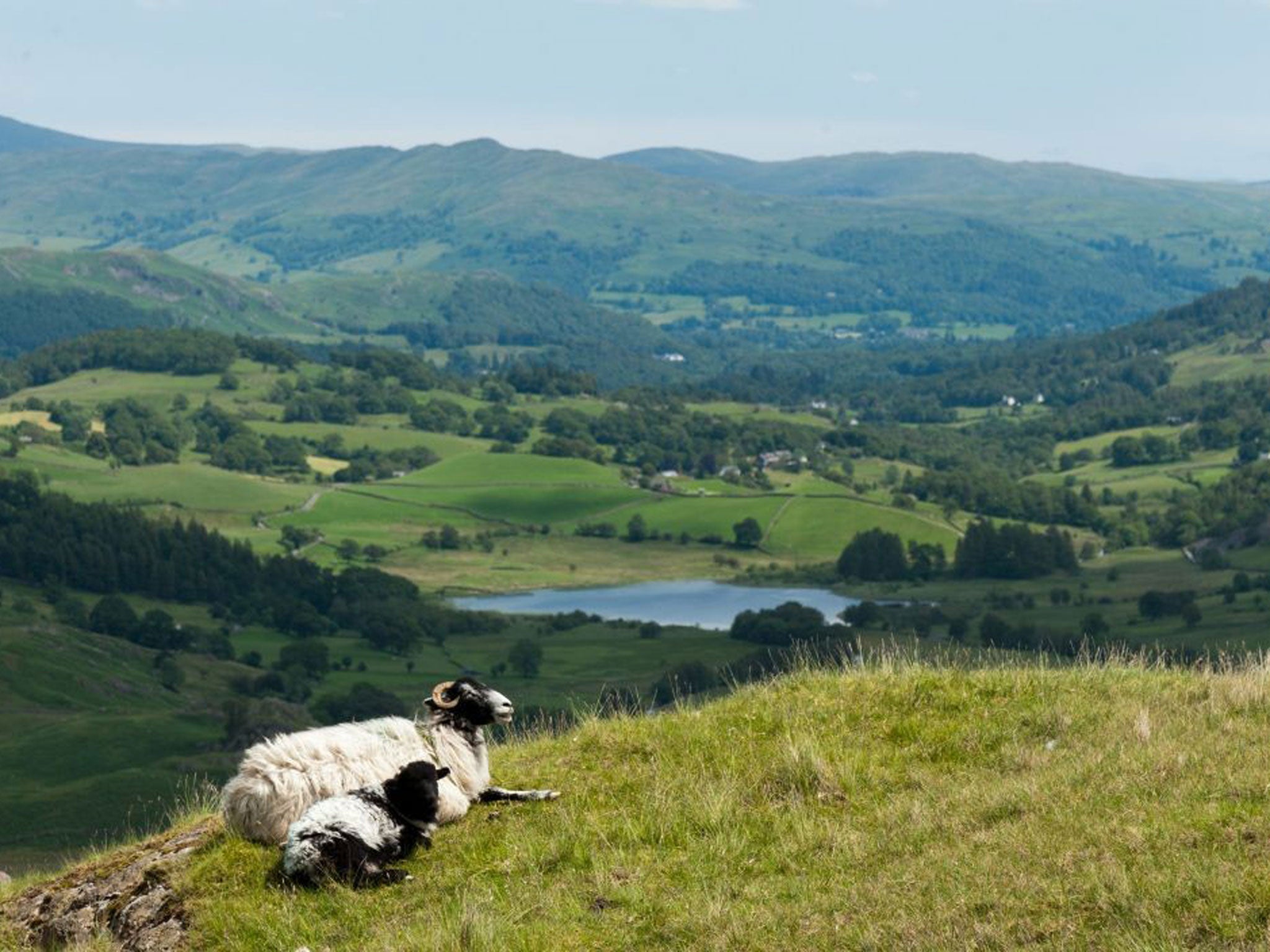 Ewe view: Sheep in the Cumbrian uplands - but not for long if George Monbiot has his way