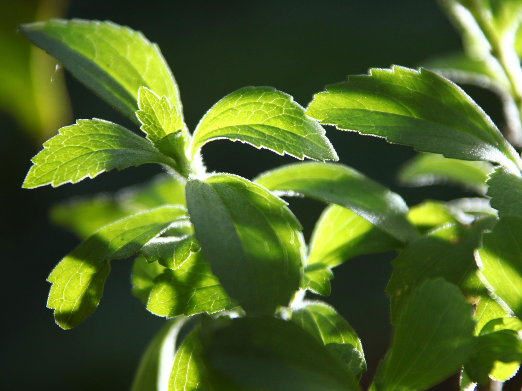 The plant that has been used as a sweetener for centuries in Paraguay and Brazil