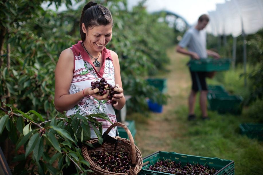 Workers from Eastern Europe on a farm in Kent: recent research suggests that migrants do not displace native British workers