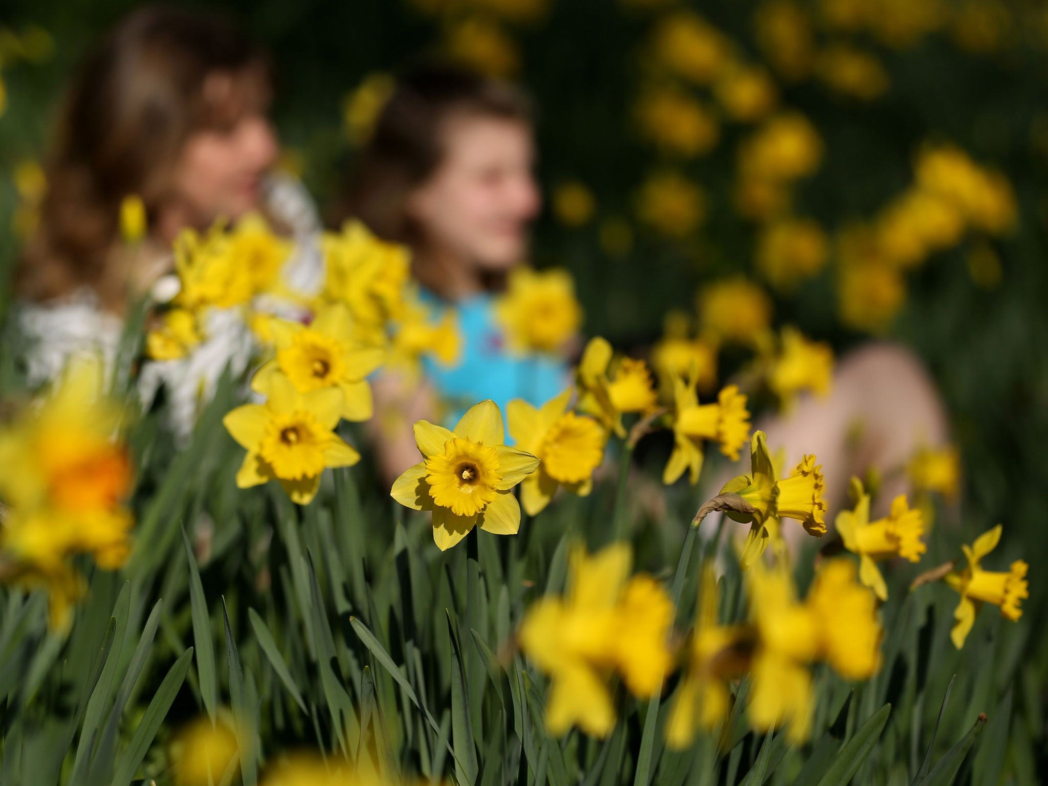 Blooming daffodils along the banks of the River Cam in Cambridge, as the country enjoyed its warmest day of the year so far