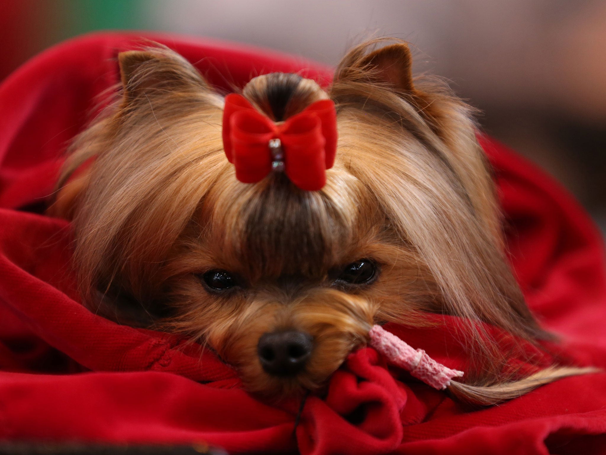 A Yorkshire Terrier waits to be judged during the Toy and Utility day of the Crufts dog show at the NEC in Birmingham