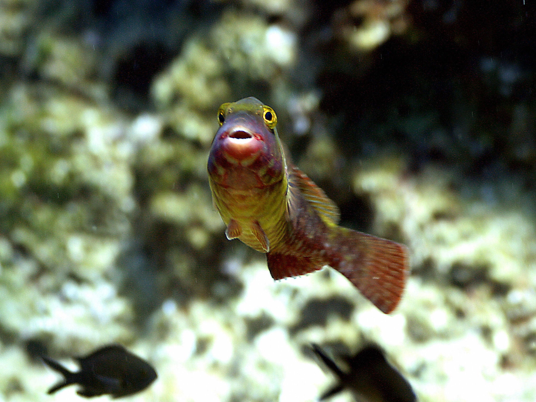 A Parrotfish swims in the Mediterranean sea.