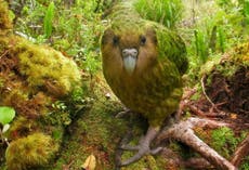 Saving a crushed egg with tape and glue: Why you should care about the kakapo