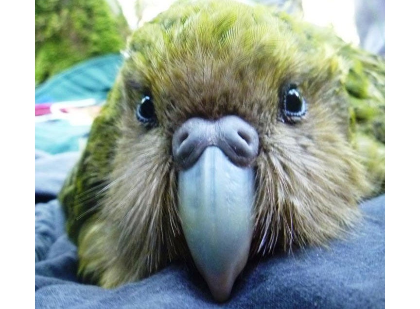 The latin name of the kakapo (Strigops habroptilus) translates roughly to owl-face soft-feather.