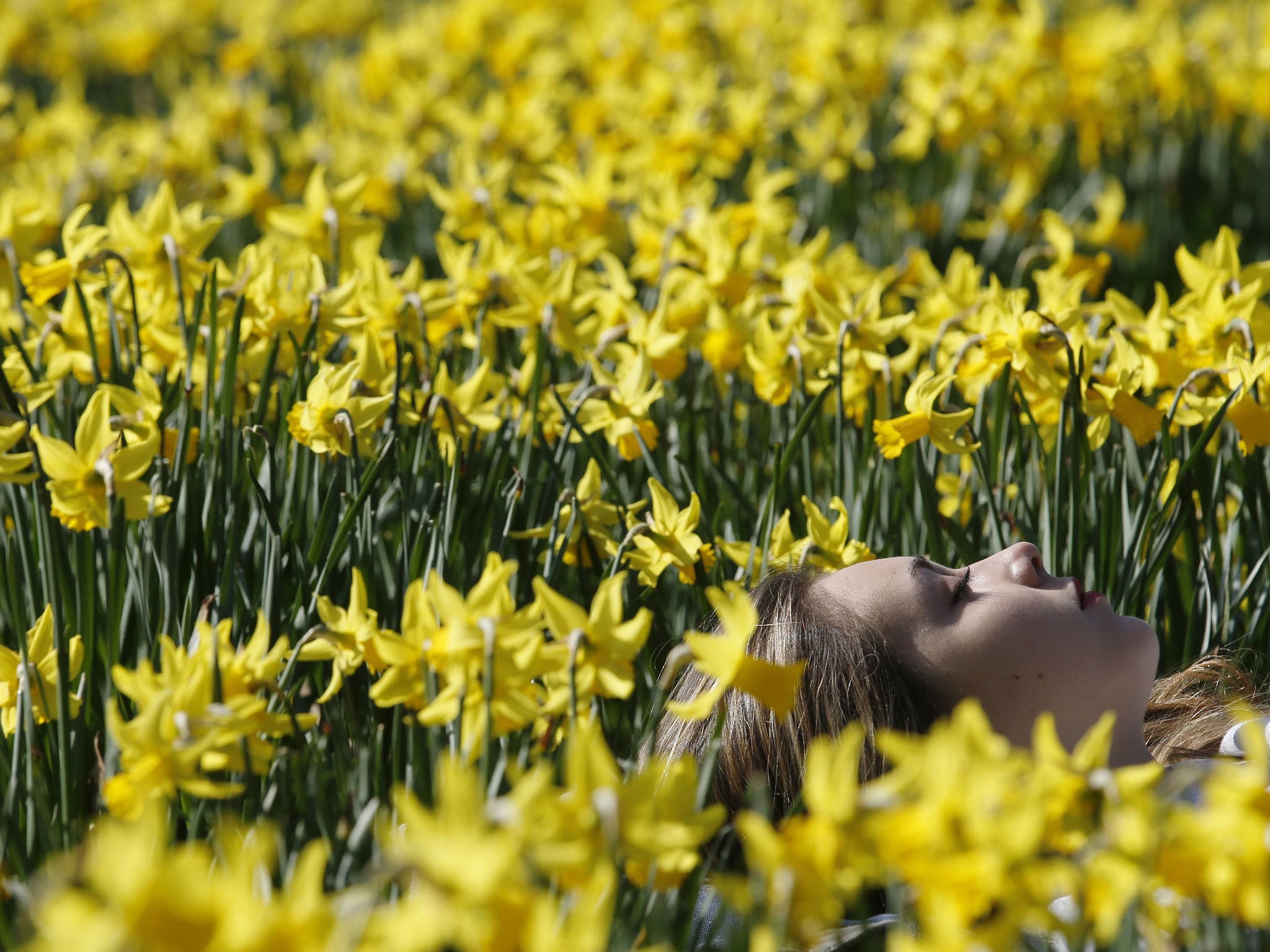 A woman rests among spring daffodils in the sun as the weather warms in London