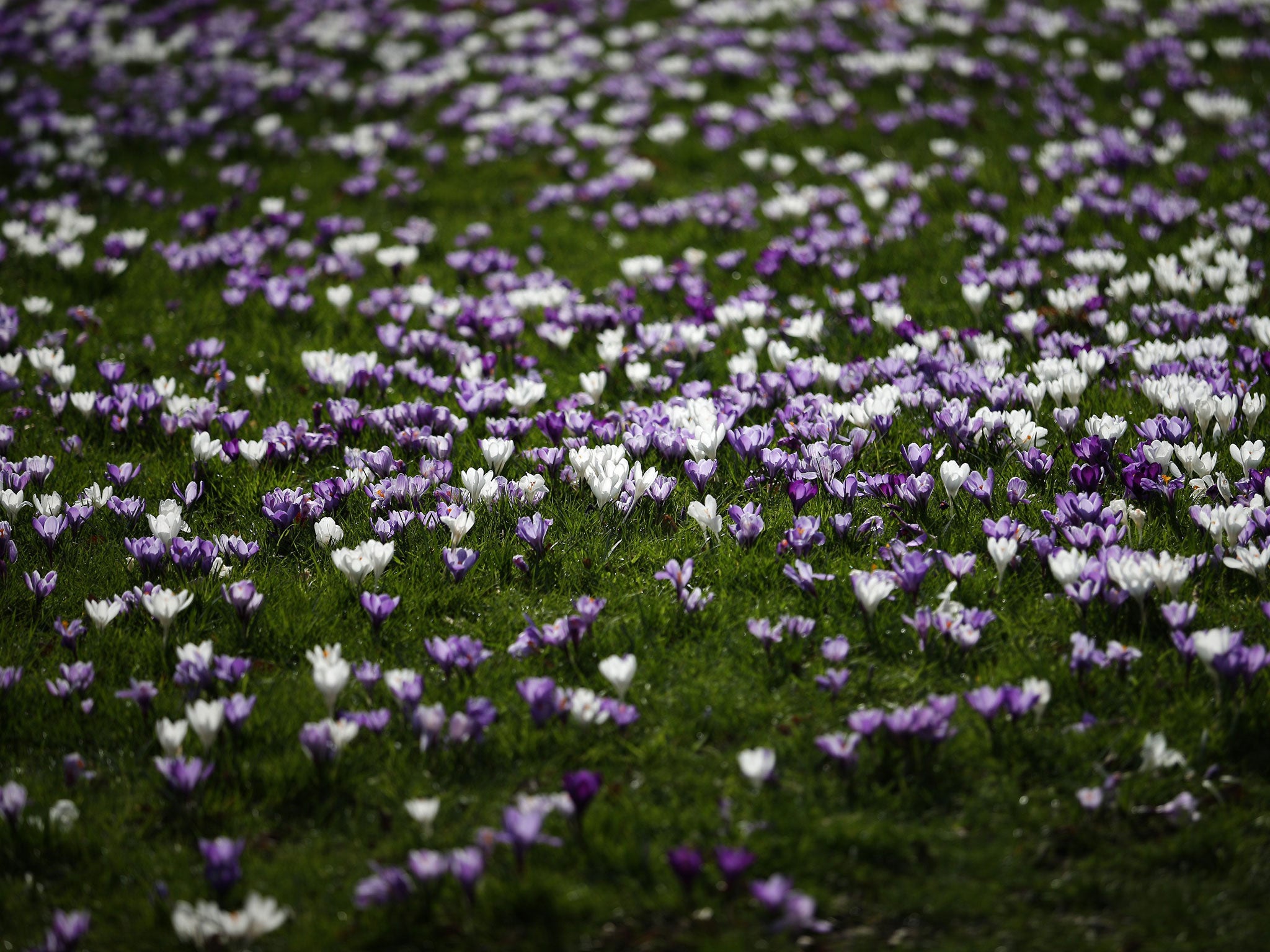 Crocuses bloom at The Royal Botanical Gardens, Kew