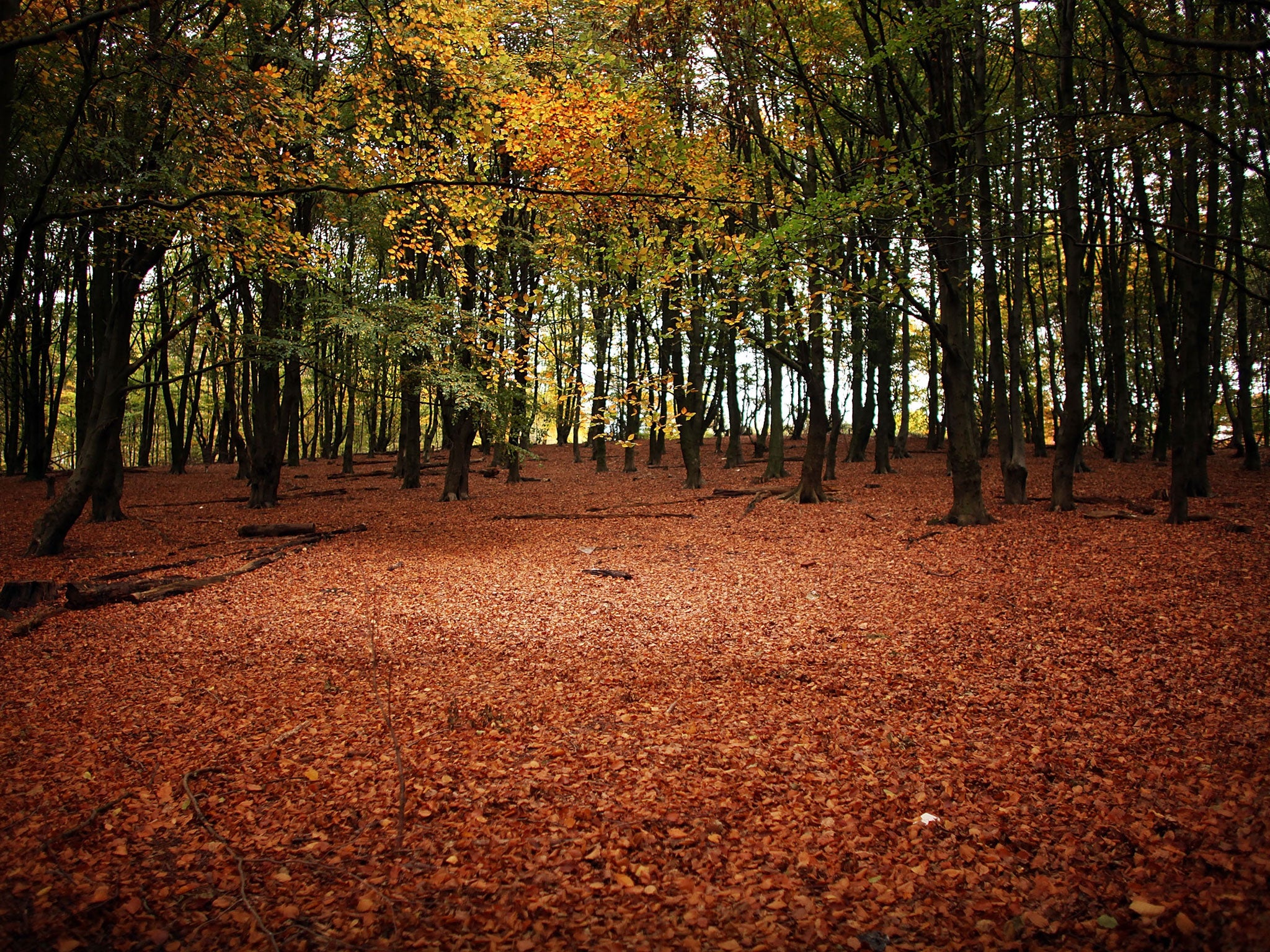 The 640-acre site at Langley Vale, near Epsom, Surrey, will house more than 200,000 trees, ranging from alder, beech, blackthorn and wild cherry to crab apple, pedunculate oak and whitebeams