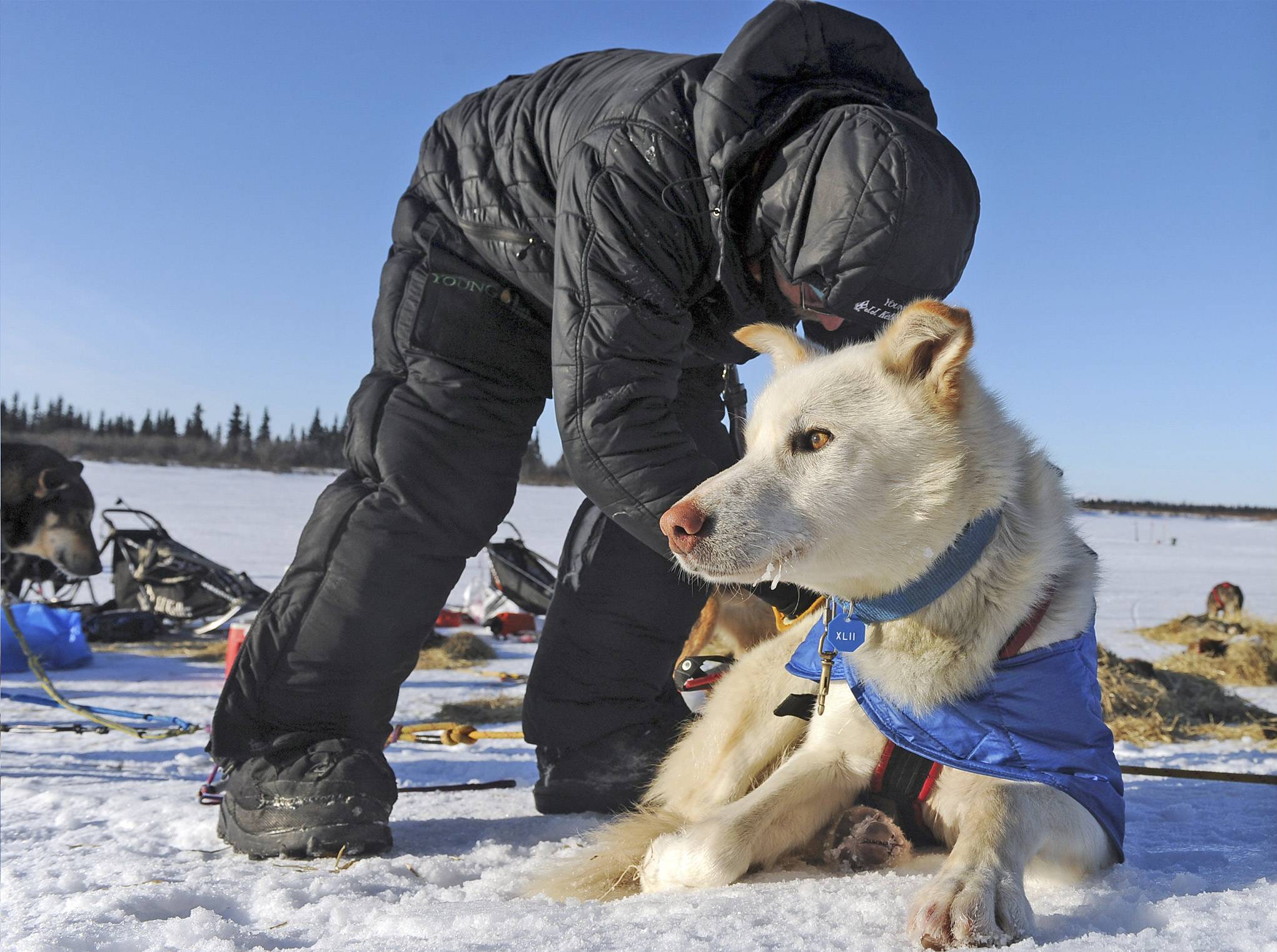 Mitch Seavey works with his dog team after he arrived at the White Mountain checkpoint during the Iditarod Trail Sled Dog Race in White Mountain, Alaska