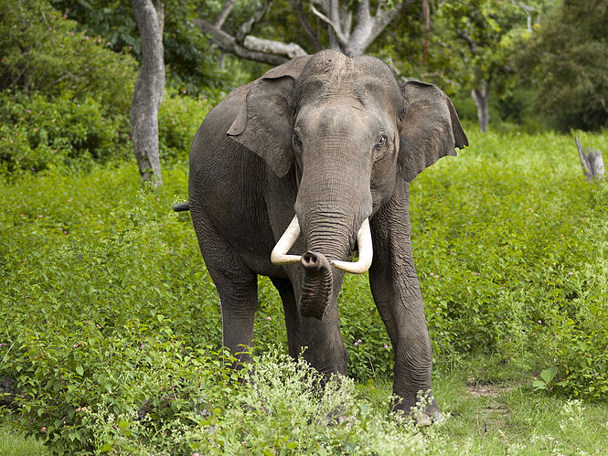 An Indian elephant. A rampaging elephant (not pictured) smashed a house to bits in an Indian village, but turned back and rescued a baby trapped in the rubble, a couple have claimed